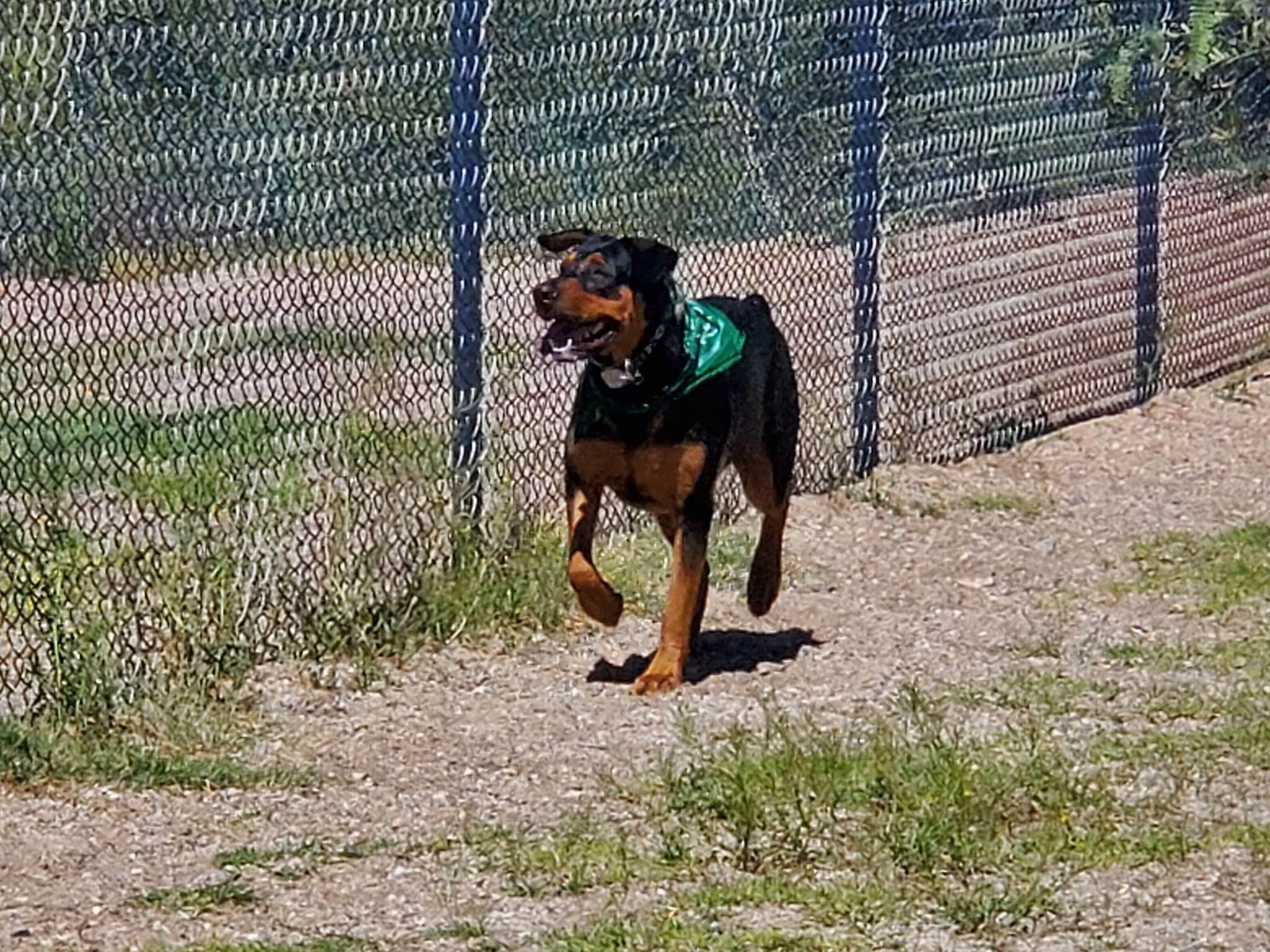 Northwest Community Dog Park - Tucson, AZ