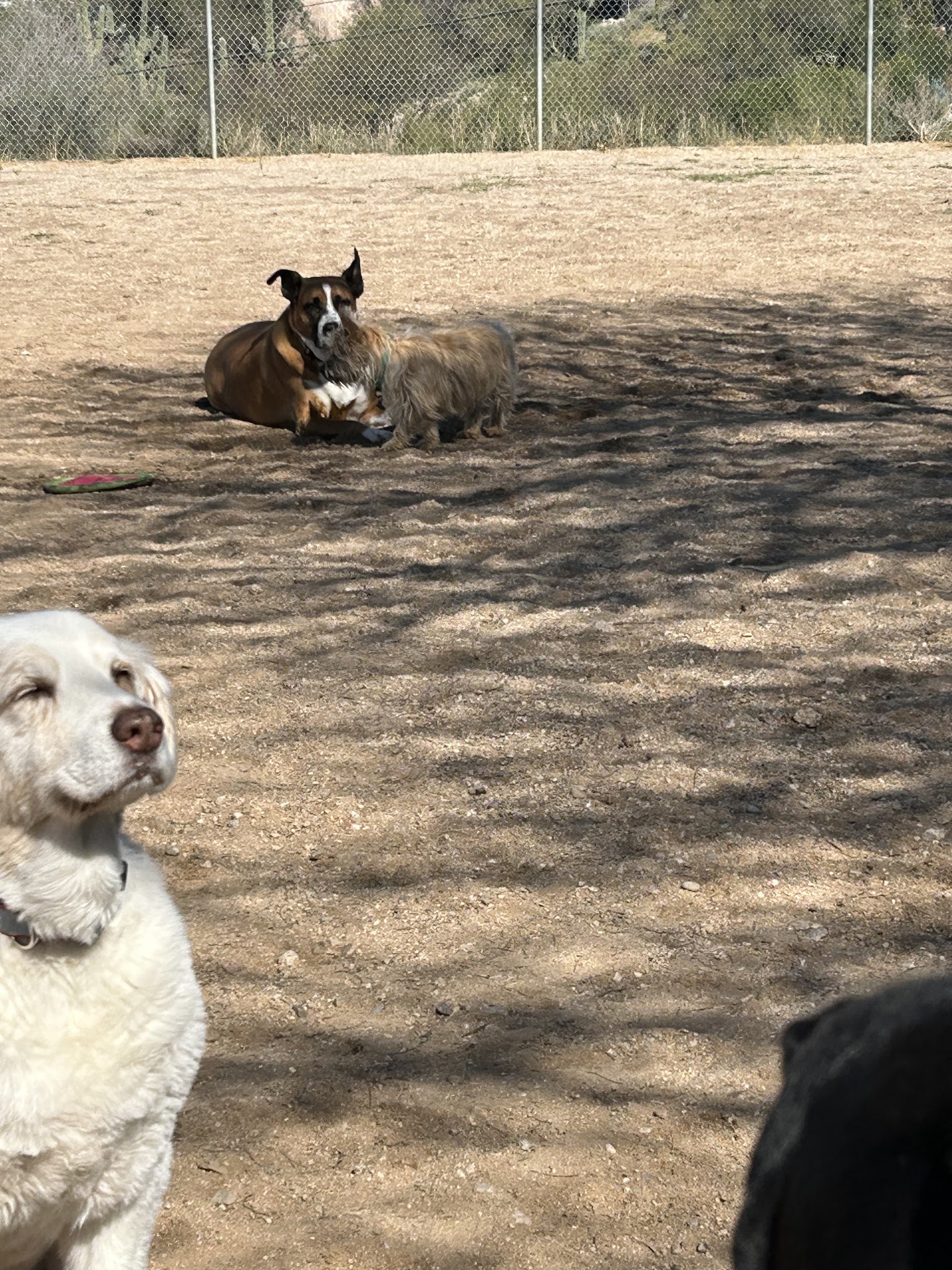 Northwest Community Dog Park - Tucson, AZ