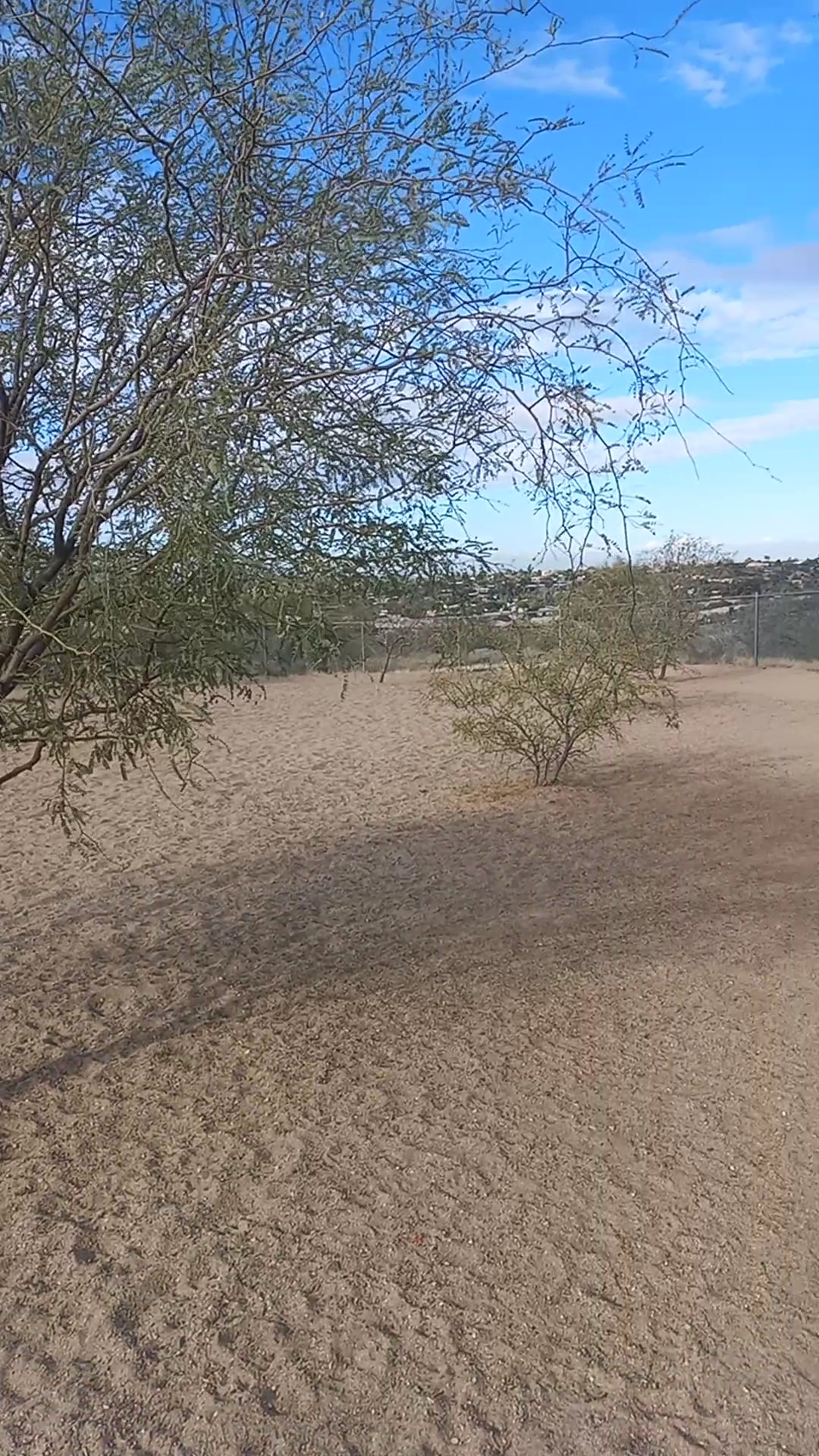 Northwest Community Dog Park - Tucson, AZ