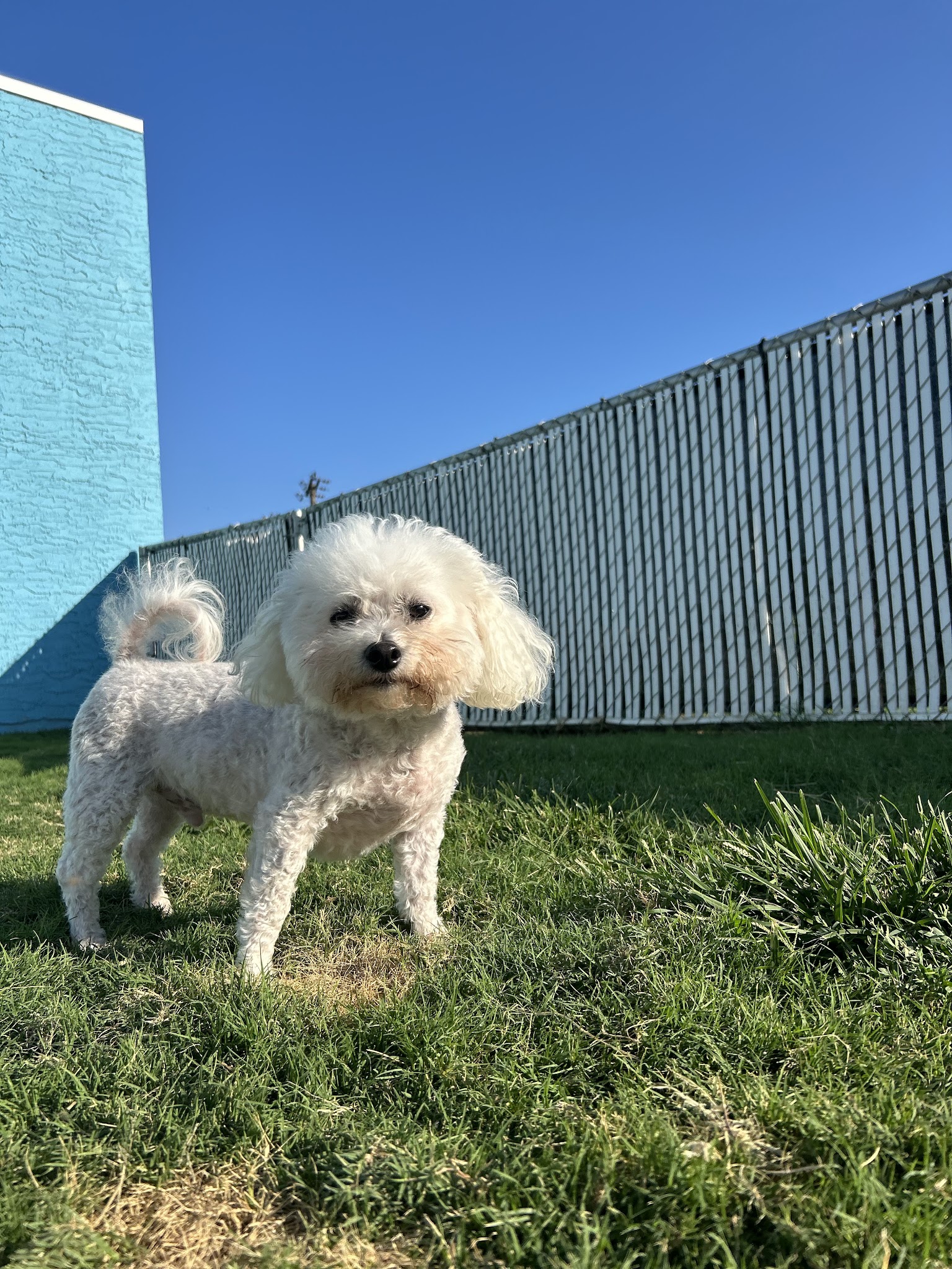 Dogville Daycare & Boarding - Tulsa, OK