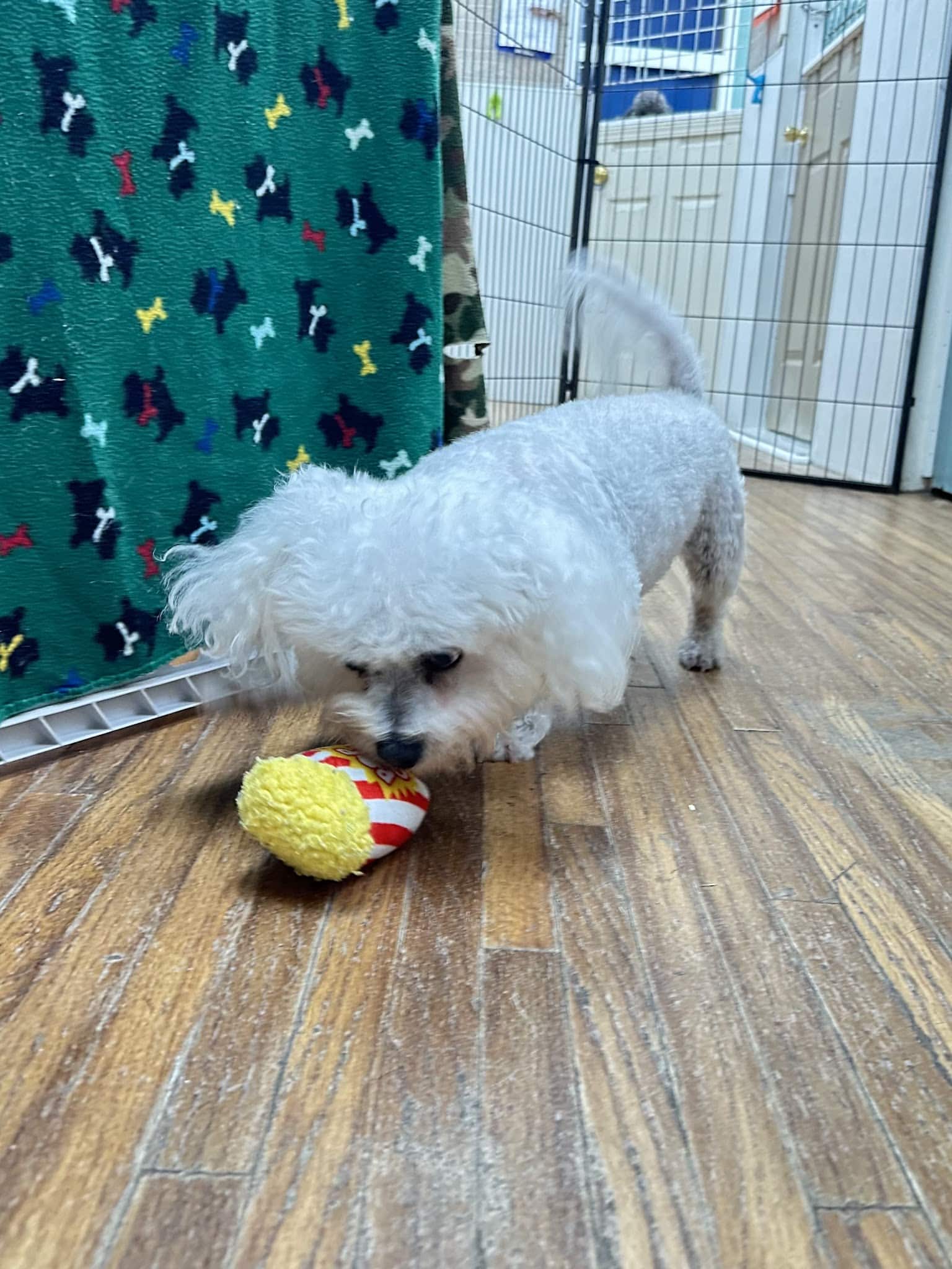 Dogville Daycare & Boarding - Tulsa, OK