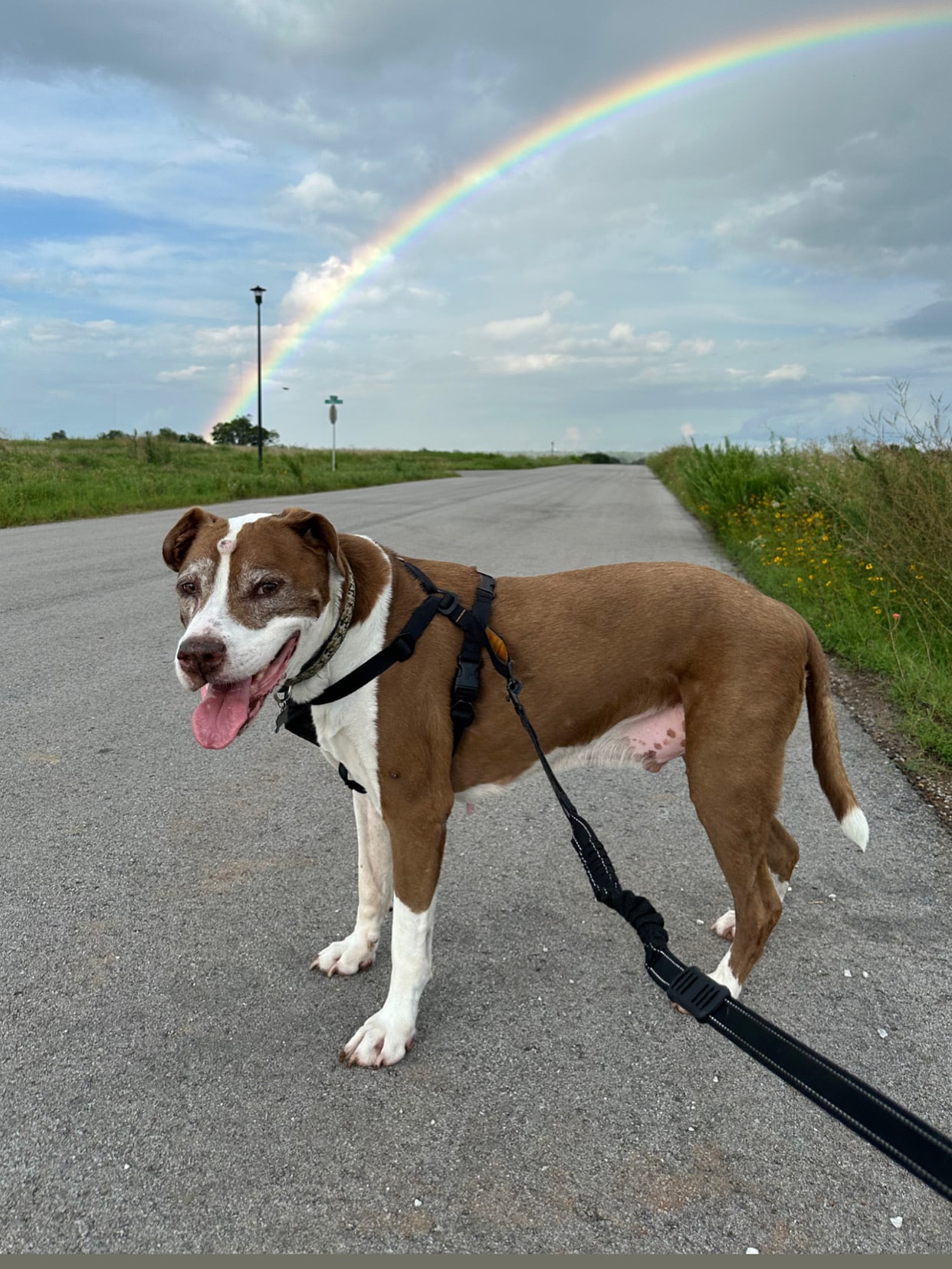 Dogville Daycare & Boarding - Tulsa, OK