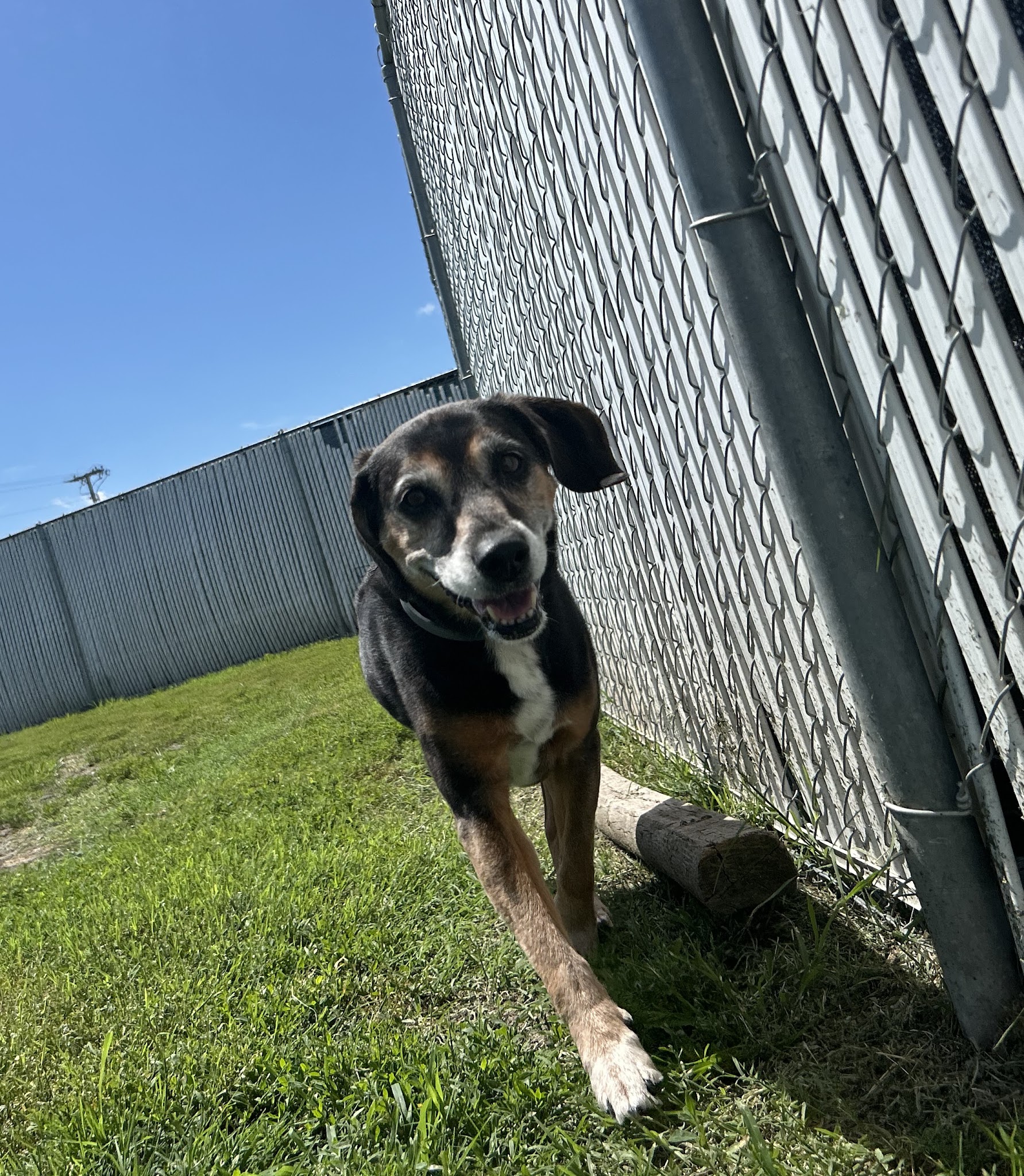 Dogville Daycare & Boarding - Tulsa, OK