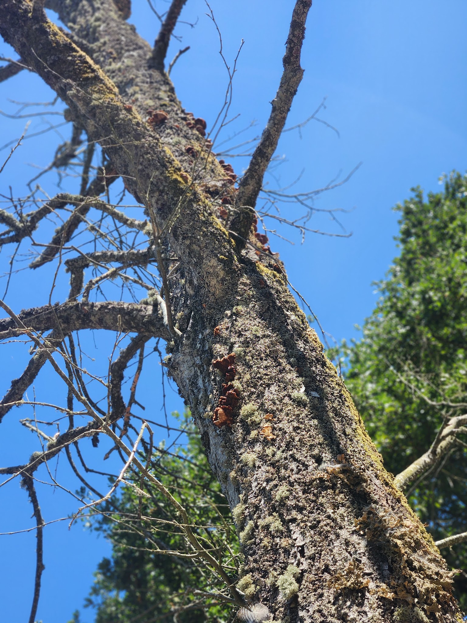 Turner City Park - Turner, OR