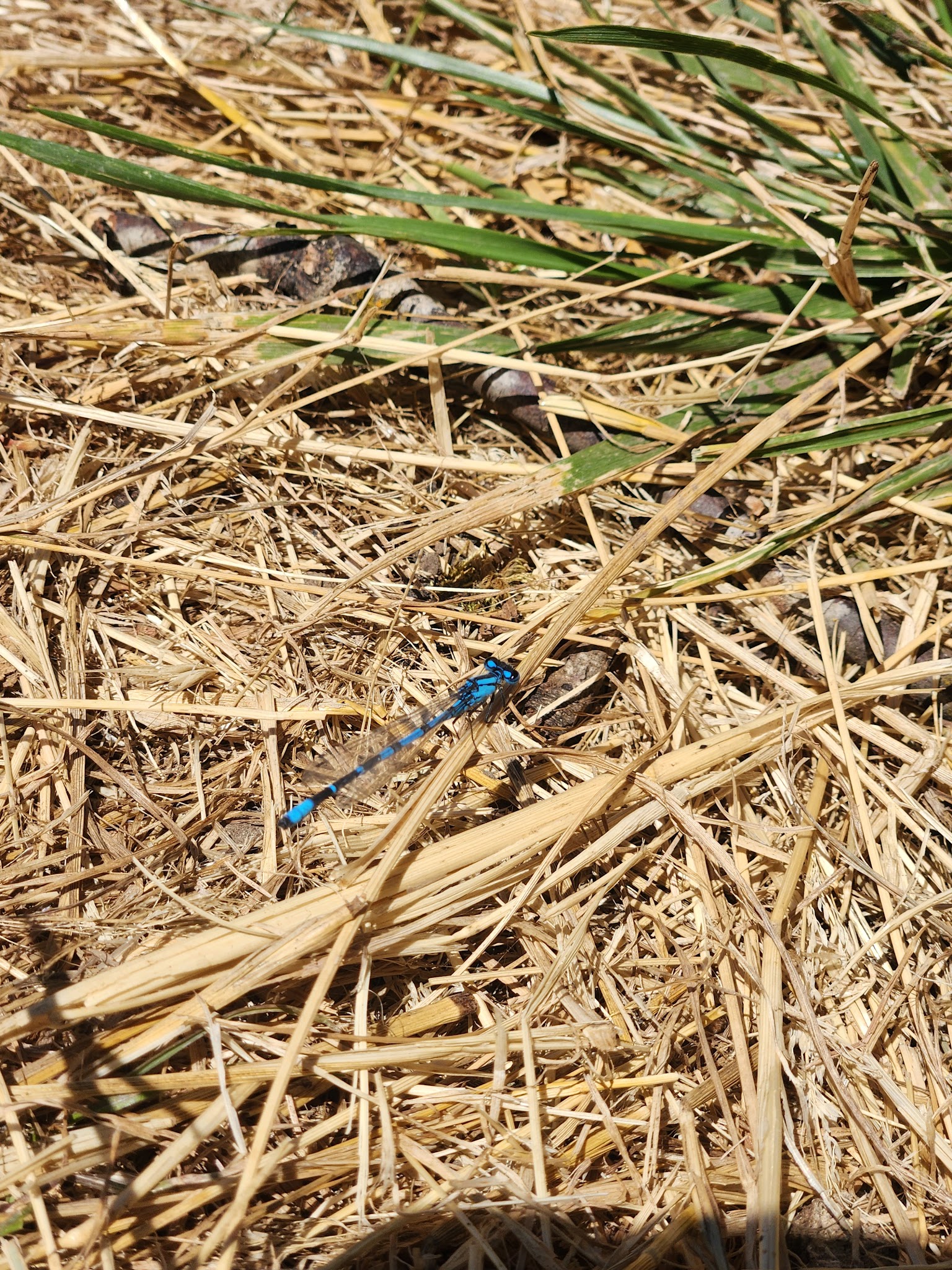 Turner City Park - Turner, OR