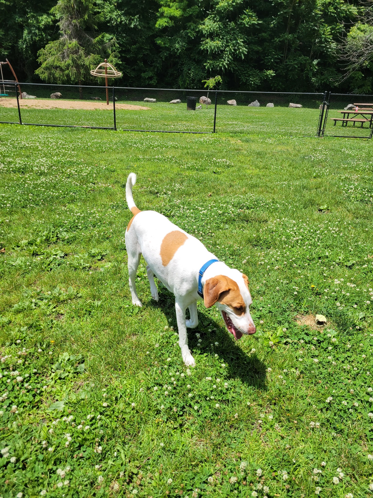 Tuxedo Dog Park - Tuxedo Park, NY