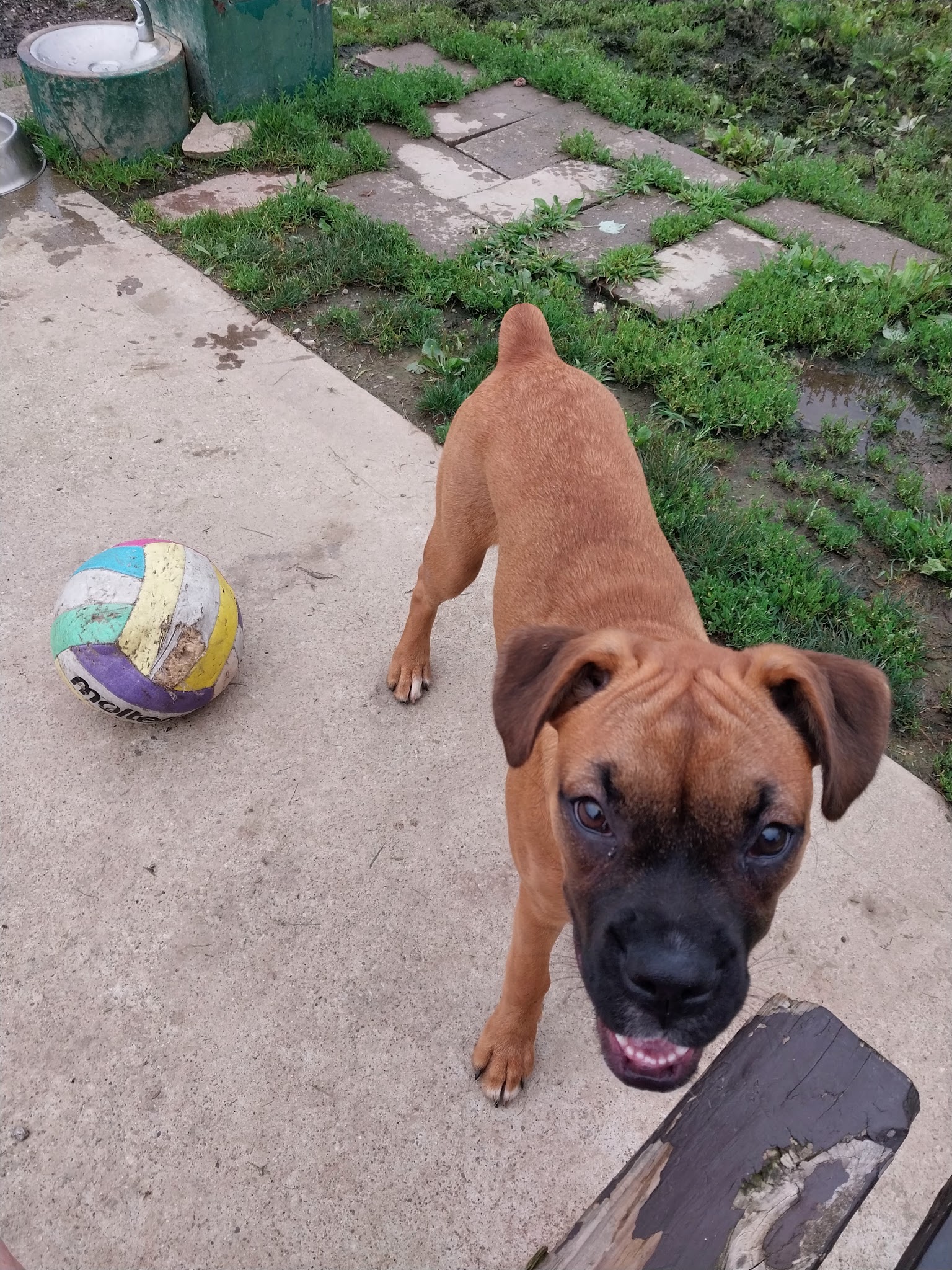 Twinsburg Dog Park - Twinsburg, OH