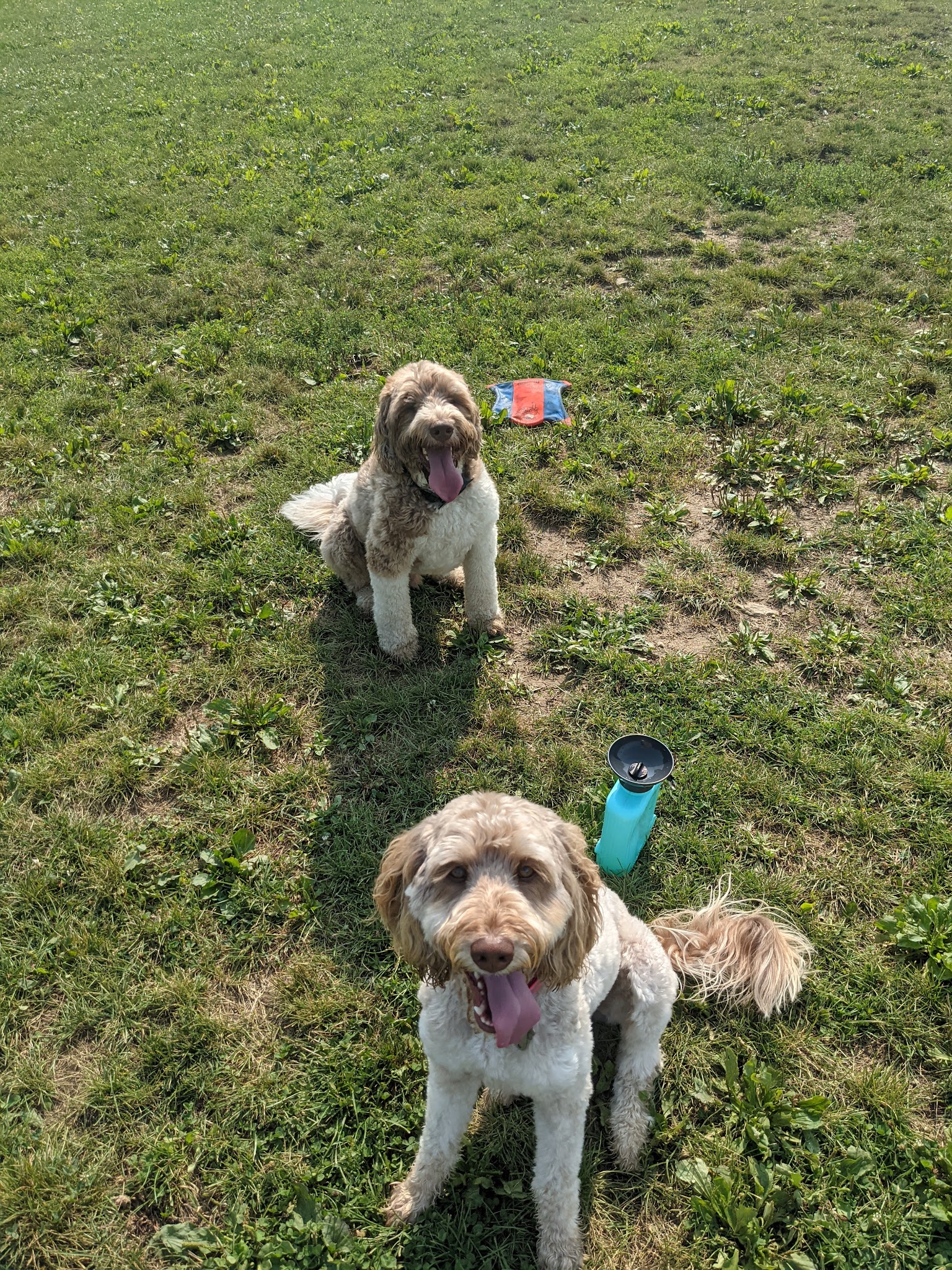 Twinsburg Dog Park - Twinsburg, OH