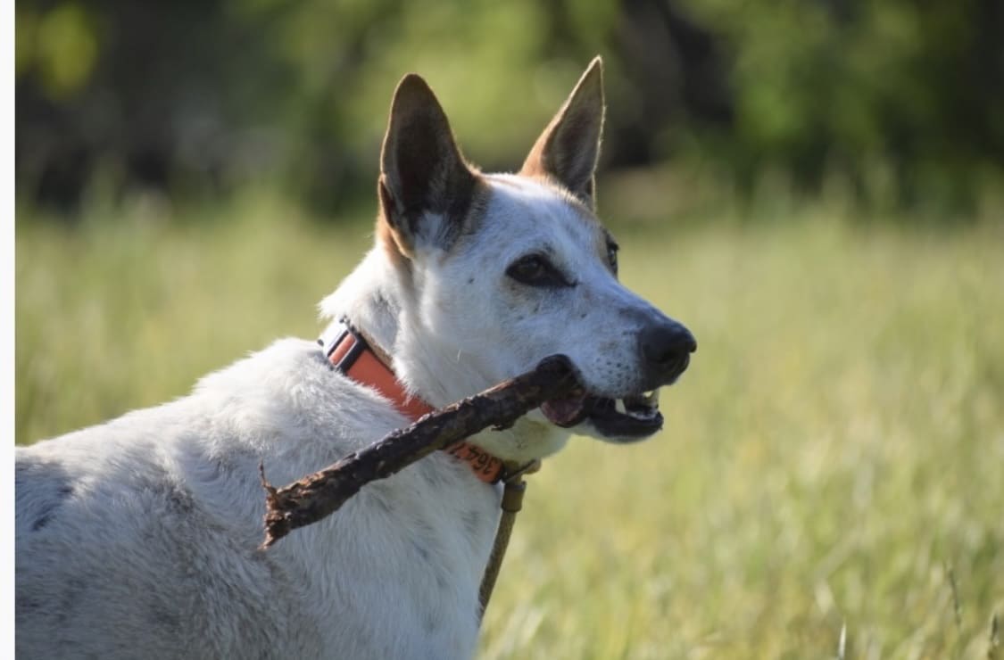 Eva's Play Pups - Countryside Dog Camp - Union Dale, PA