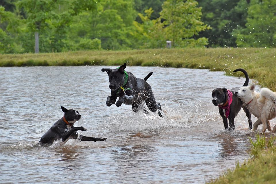 Eva's Play Pups - Countryside Dog Camp - Union Dale, PA