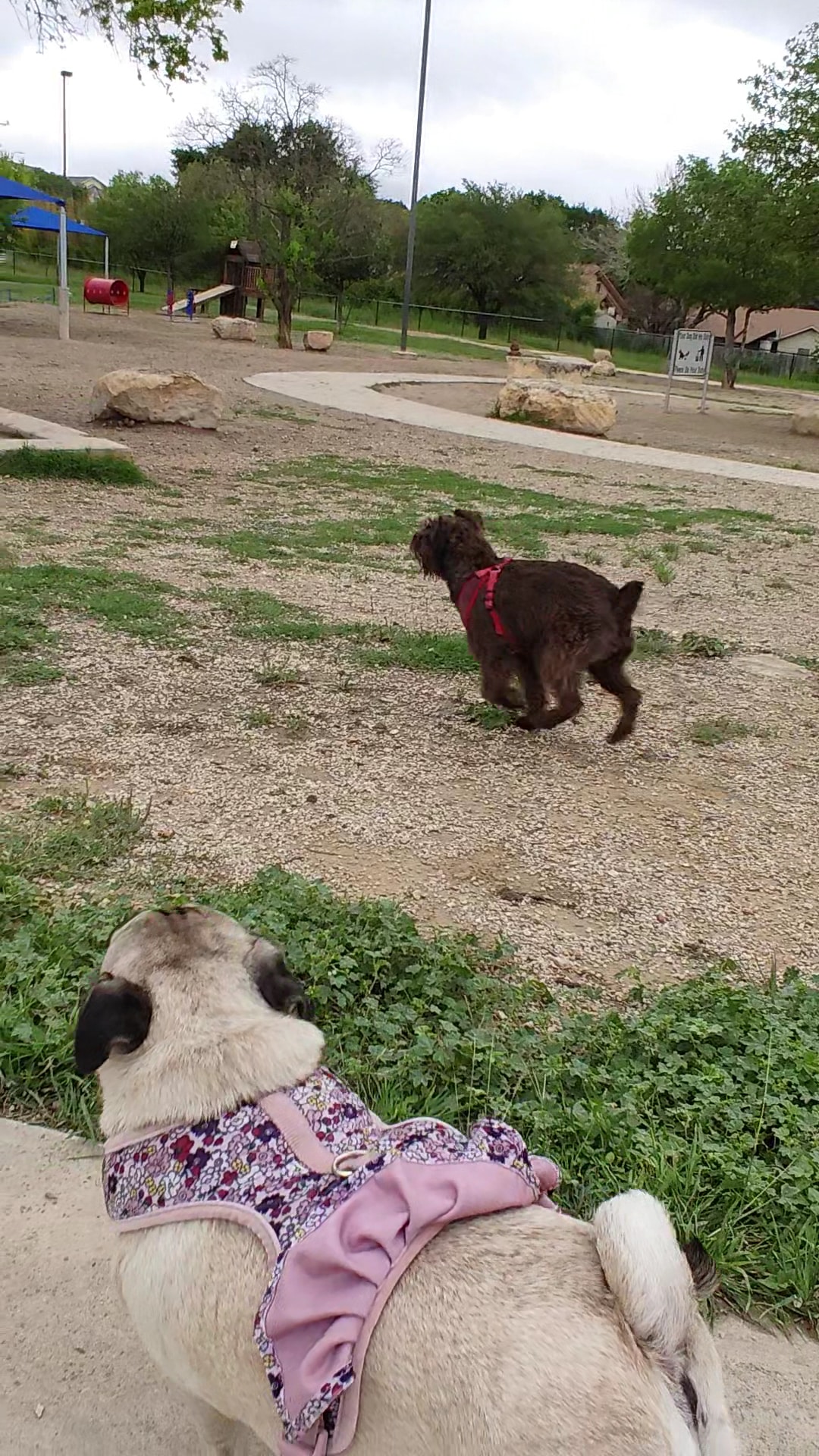 Aina Blake Dog Park - Universal City, TX