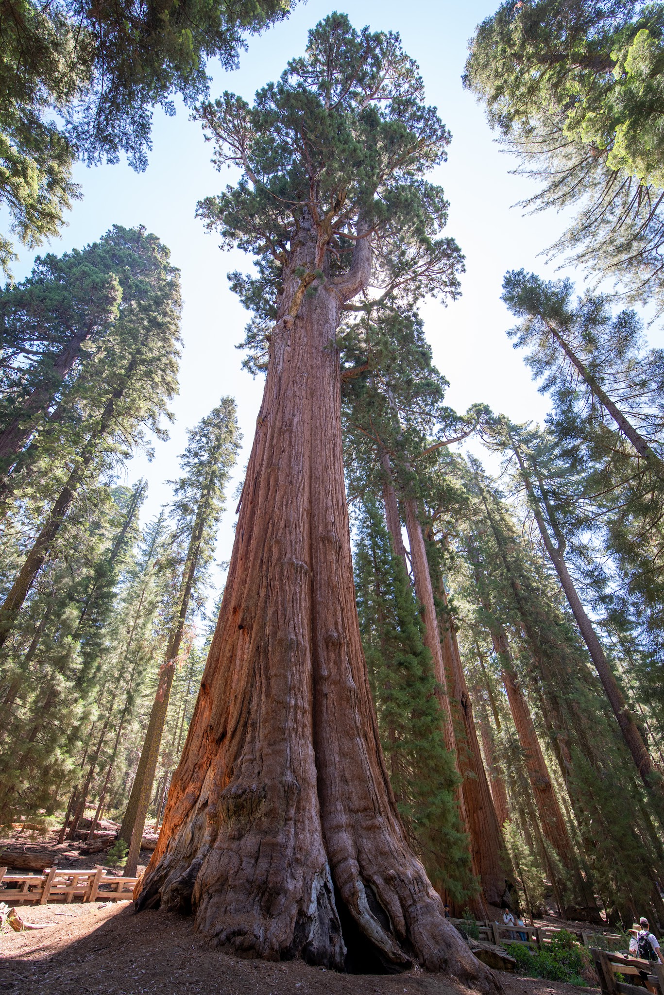 Sequoia National Park - US, CA