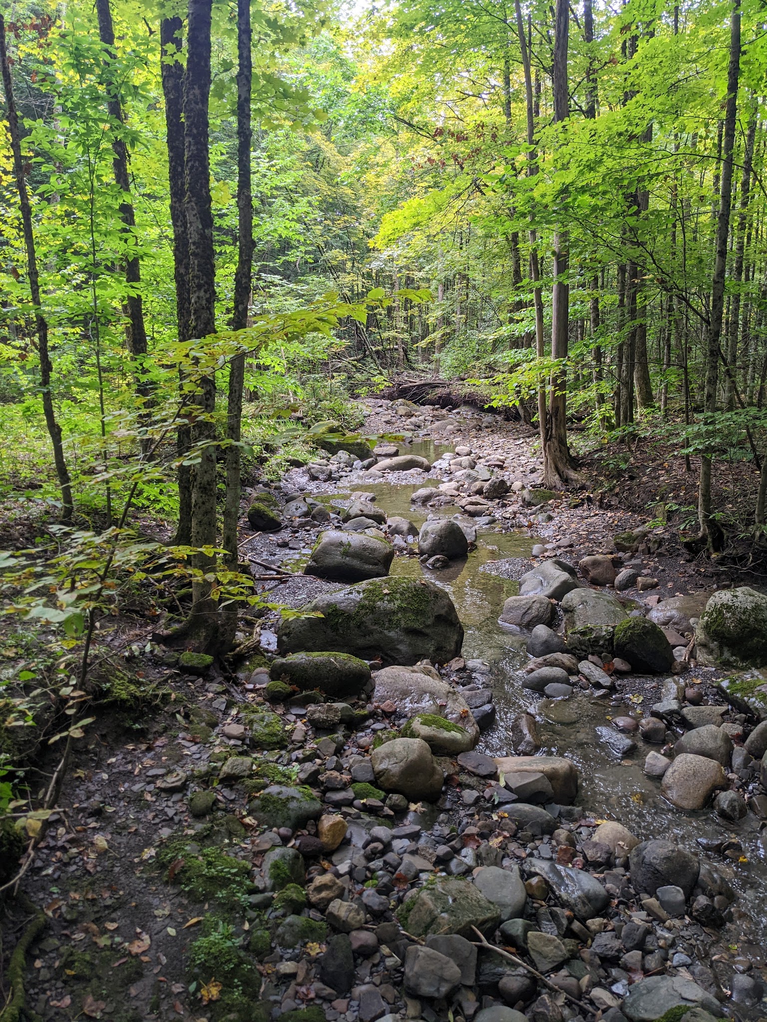 Wilderness Park - Utica, NY