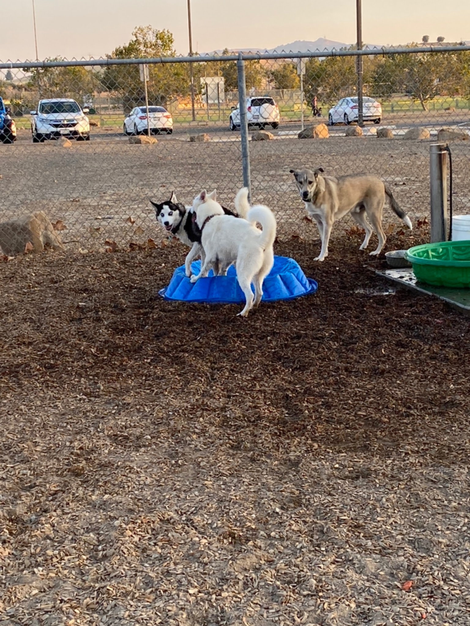 Centennial Dog Park - Vacaville, CA