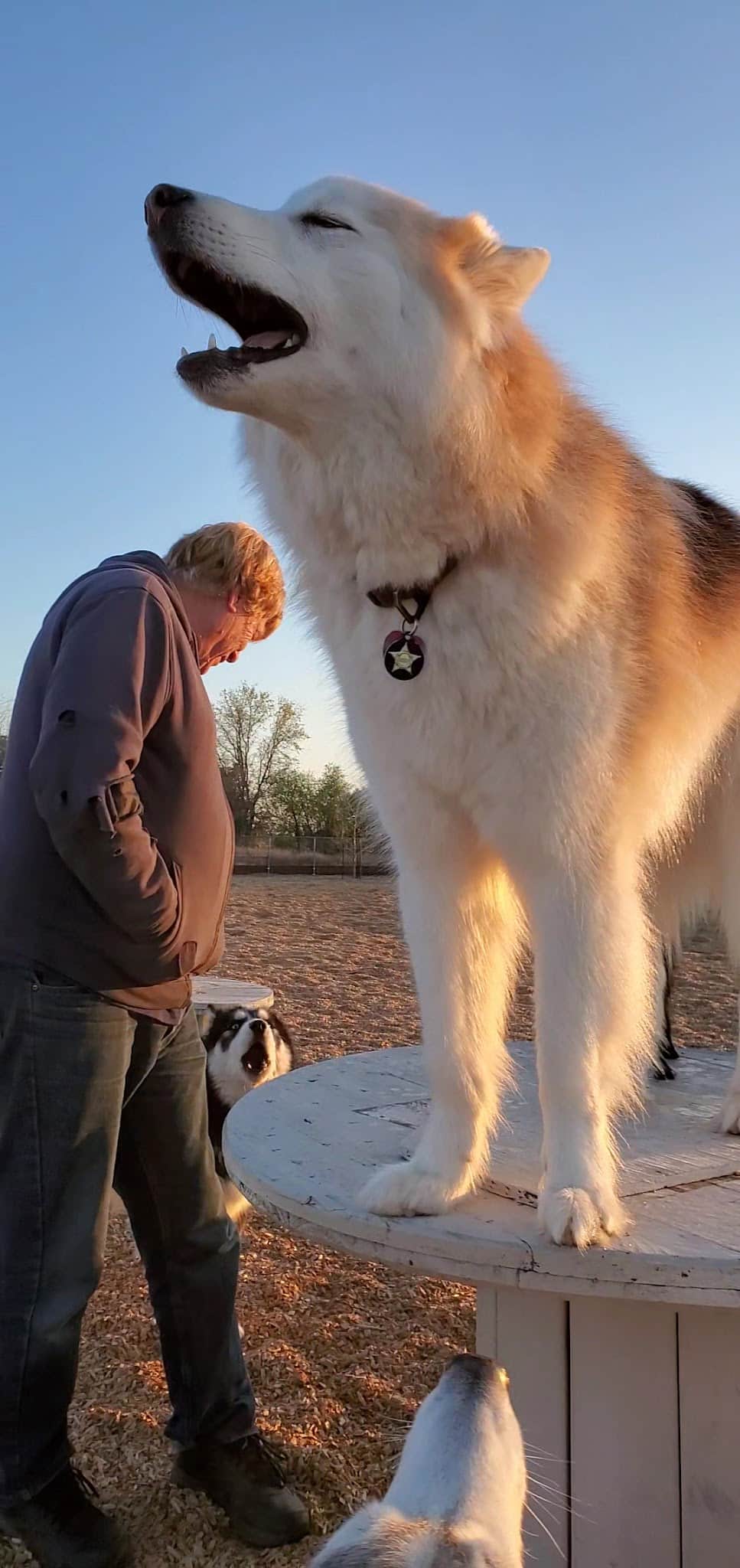 Centennial Dog Park - Vacaville, CA
