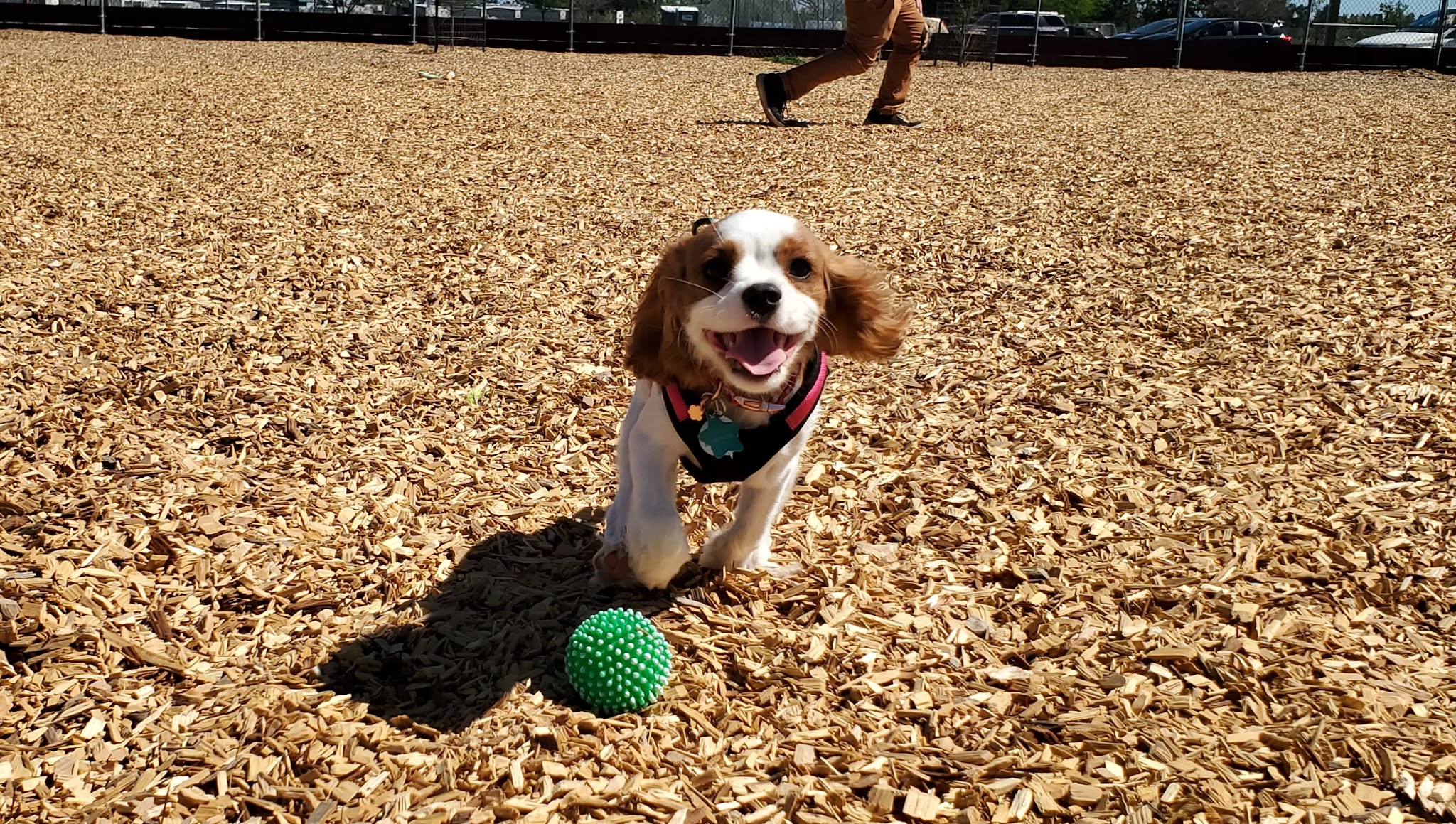 Centennial Dog Park - Vacaville, CA