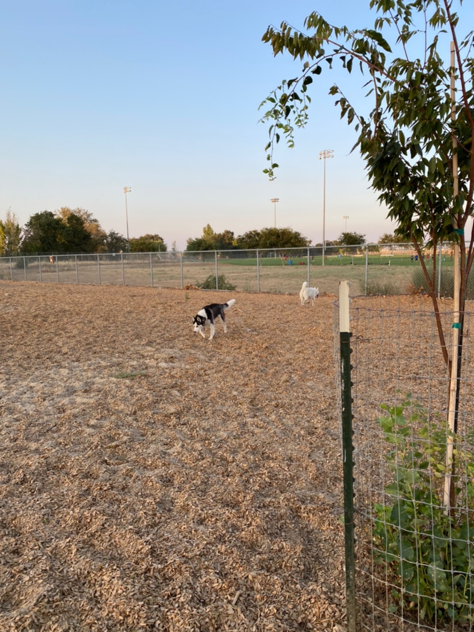 Centennial Dog Park - Vacaville, CA
