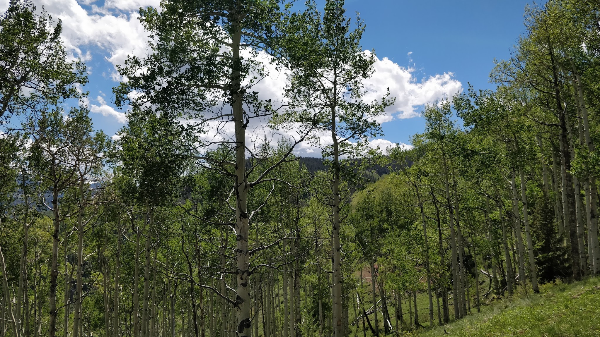 Red Sandstone Park - Vail, CO