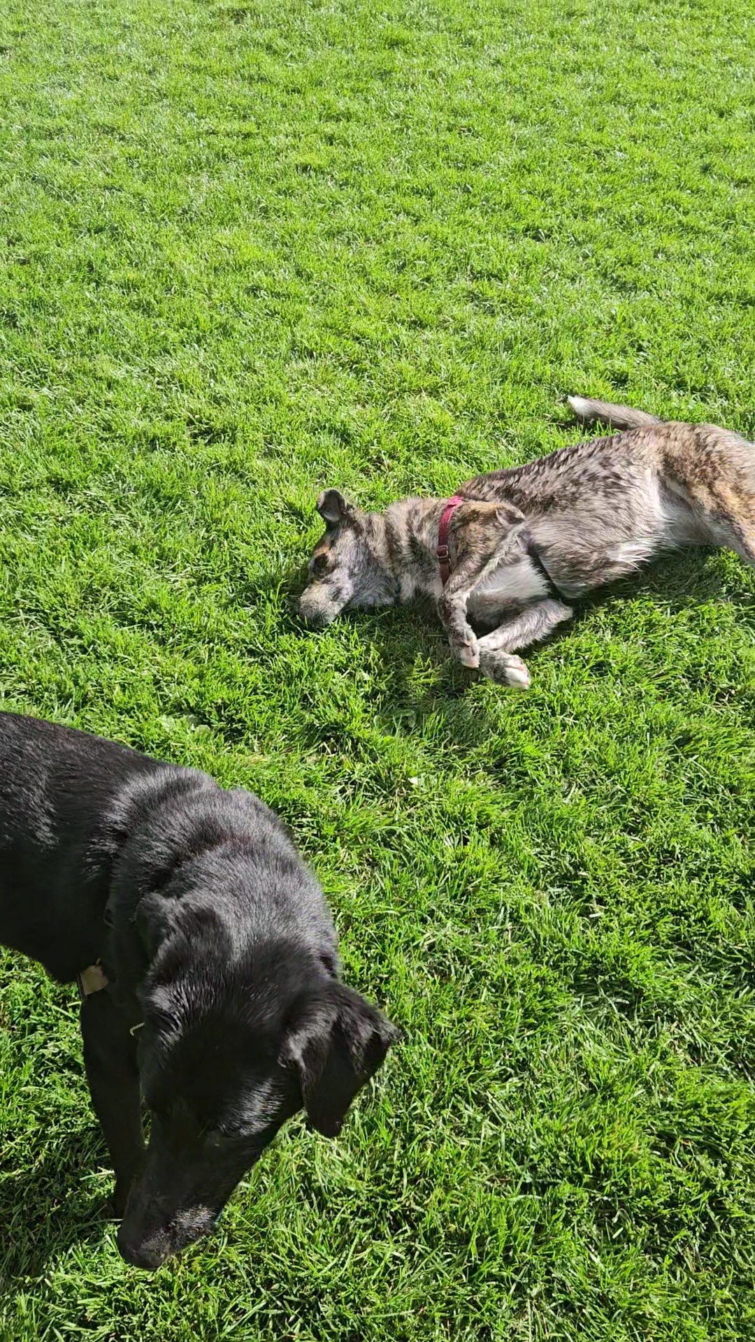 Stephens Park - Vail, CO