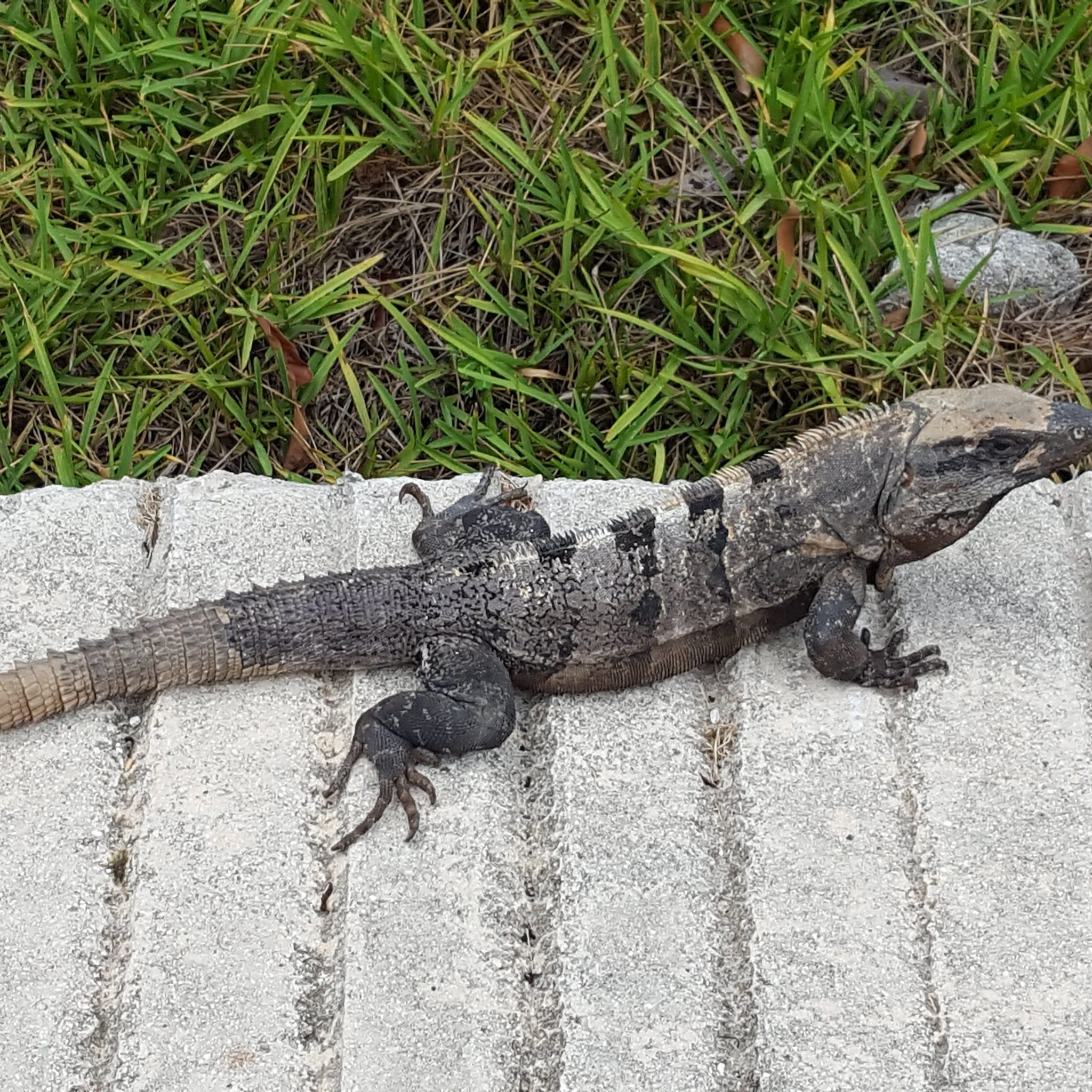 Ernies Acres Campground - Valley Grove, WV
