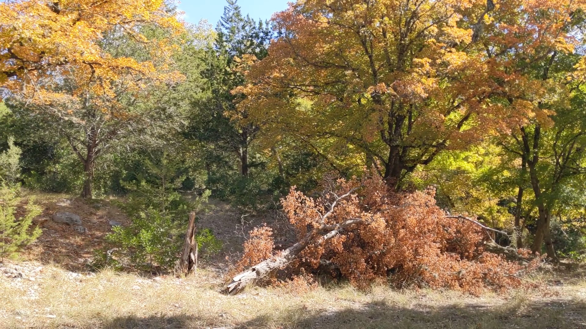 Lost Maples State Natural Area - Vanderpool, TX