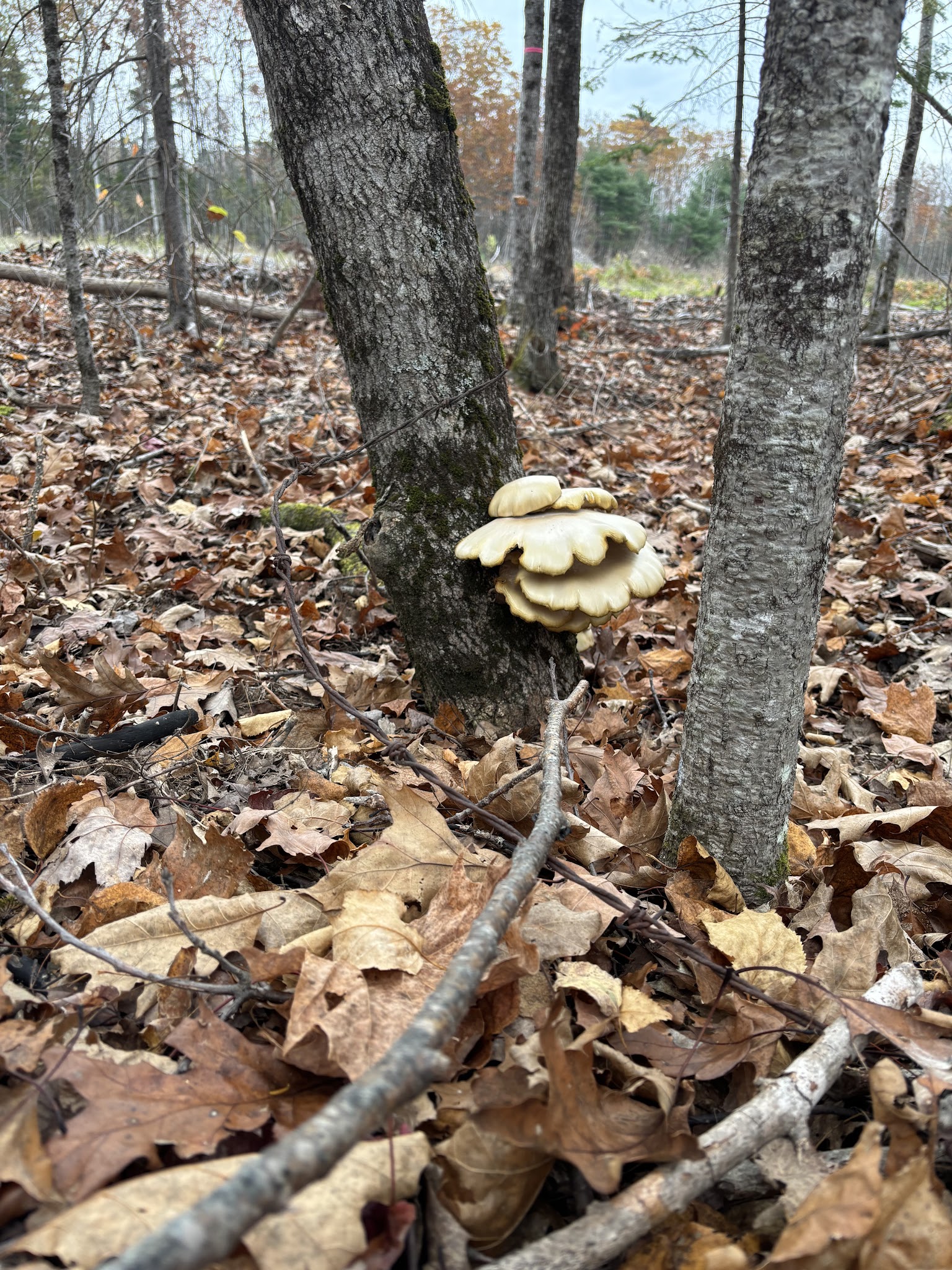 Buck Hill Conservation Area - Veazie, ME