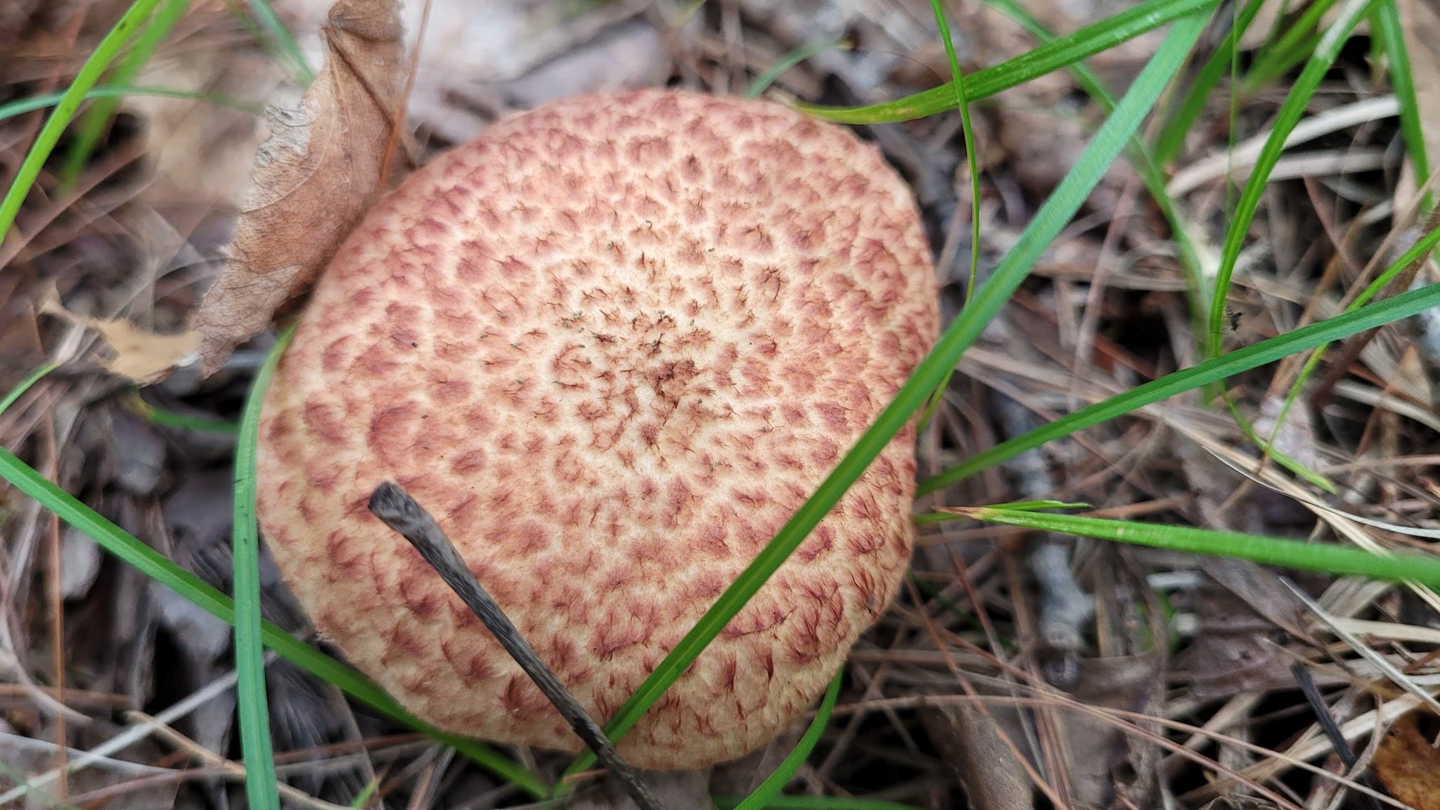 Buck Hill Conservation Area - Veazie, ME