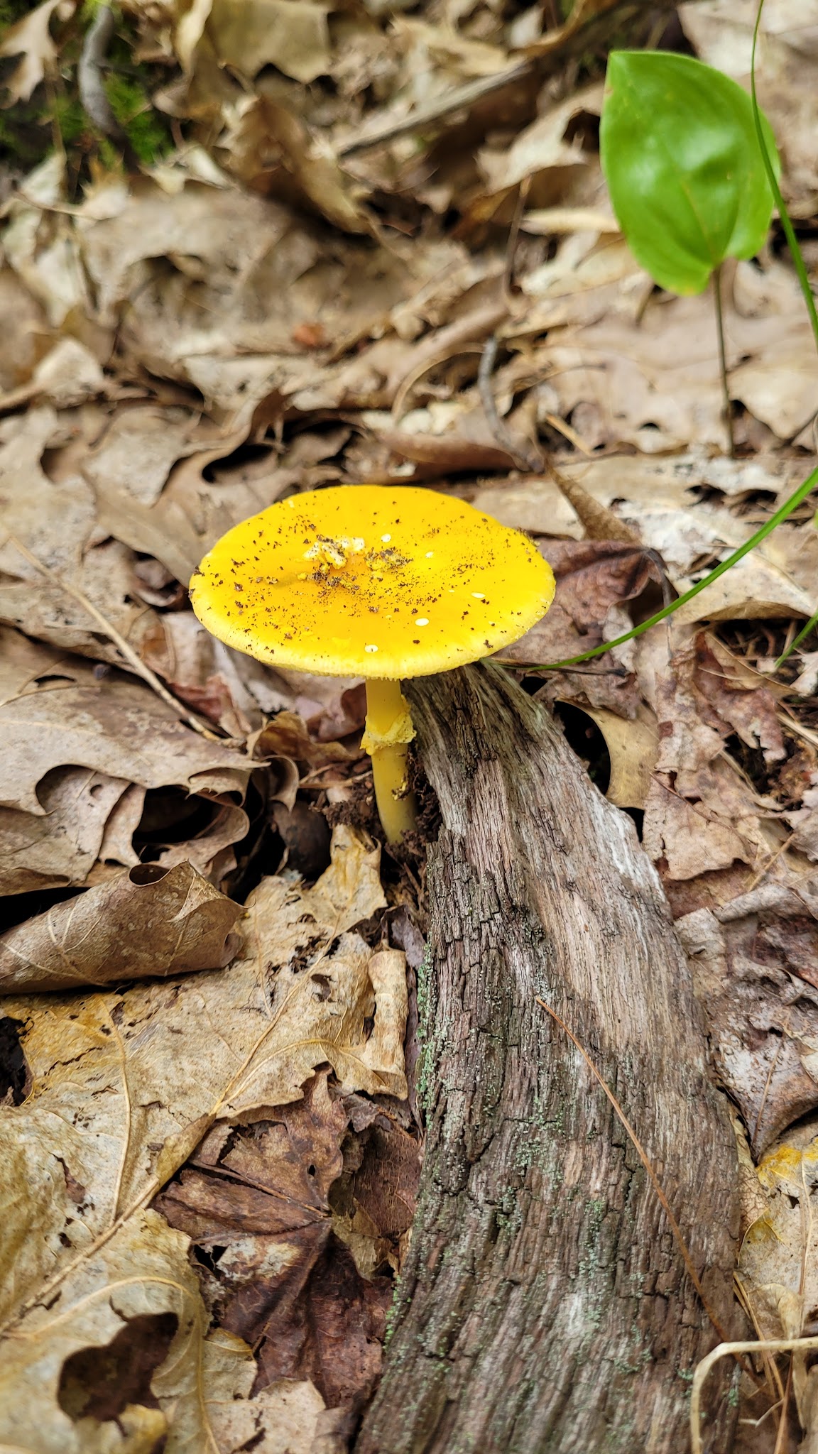 Buck Hill Conservation Area - Veazie, ME