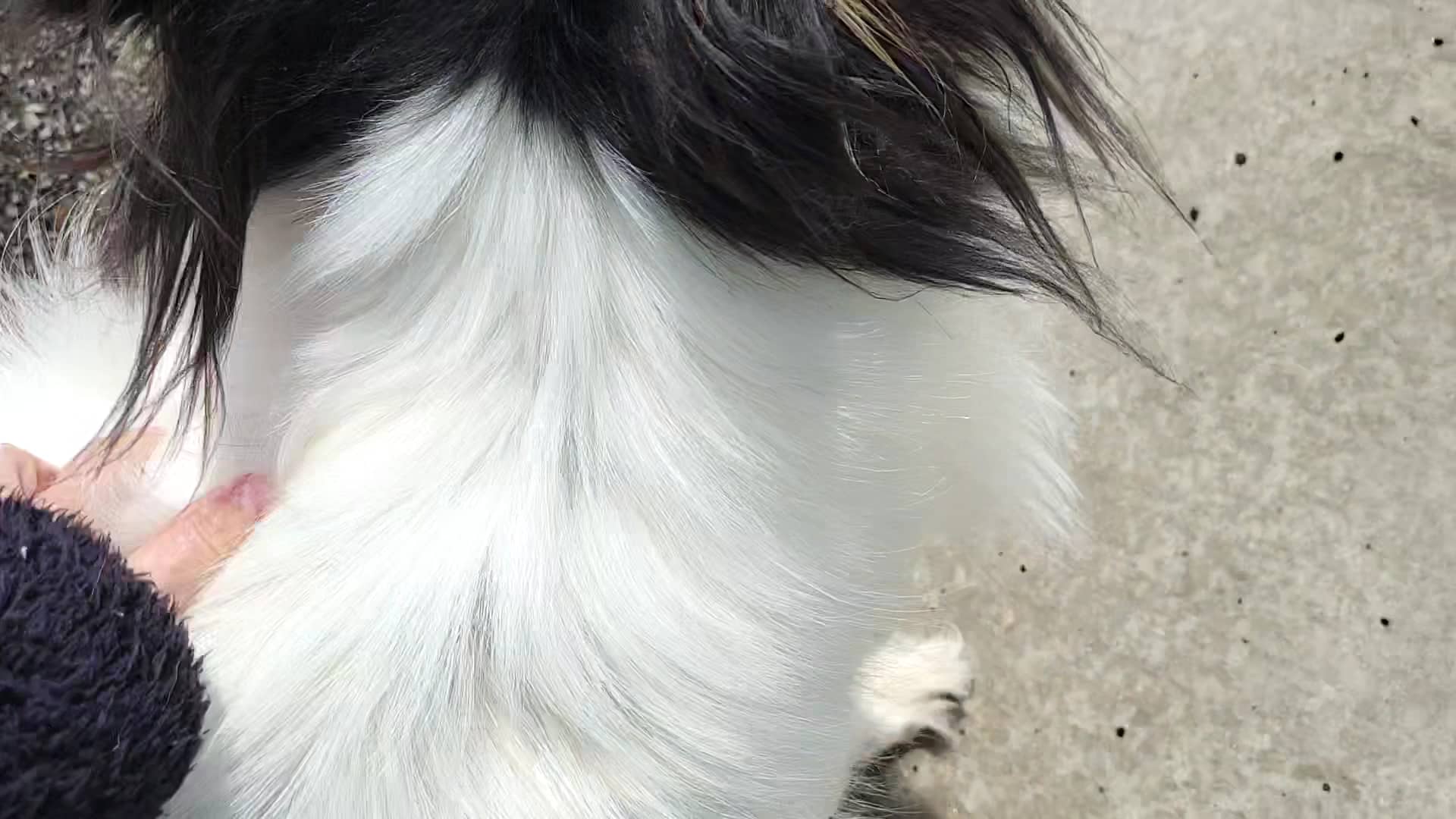 City of Veneta Dog Park - Veneta, OR