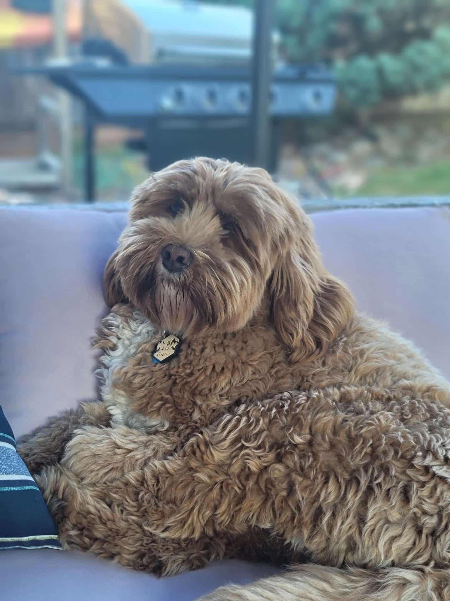 City of Veneta Dog Park - Veneta, OR