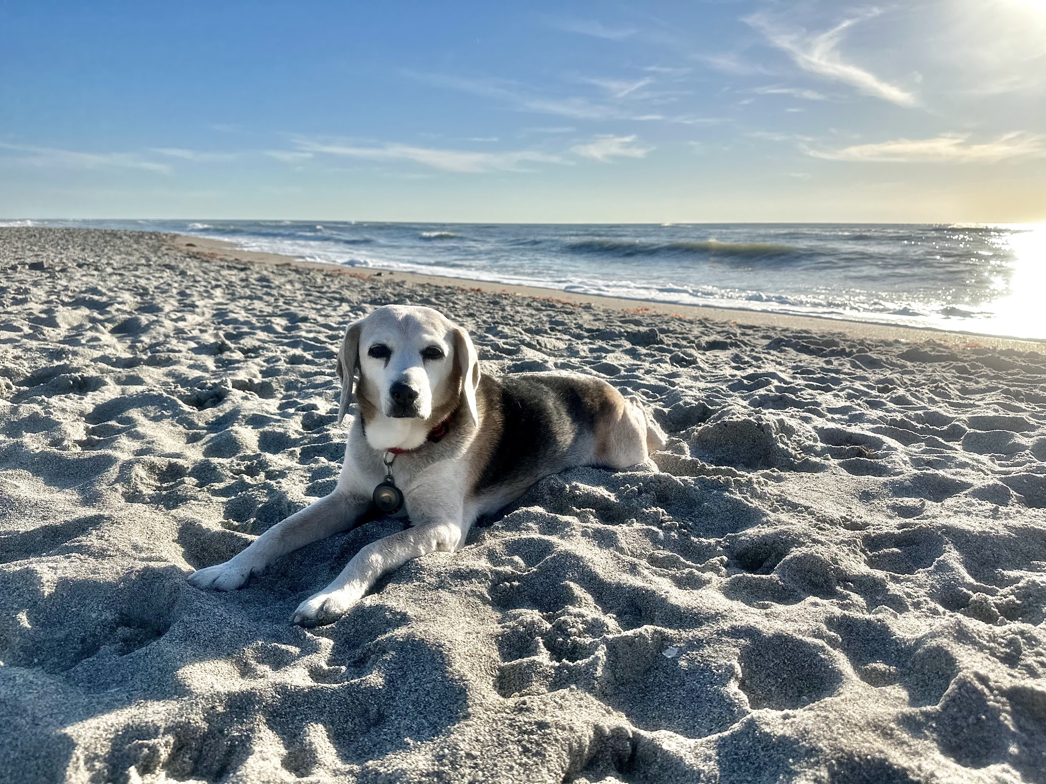 Venice dog beach - Venice, FL