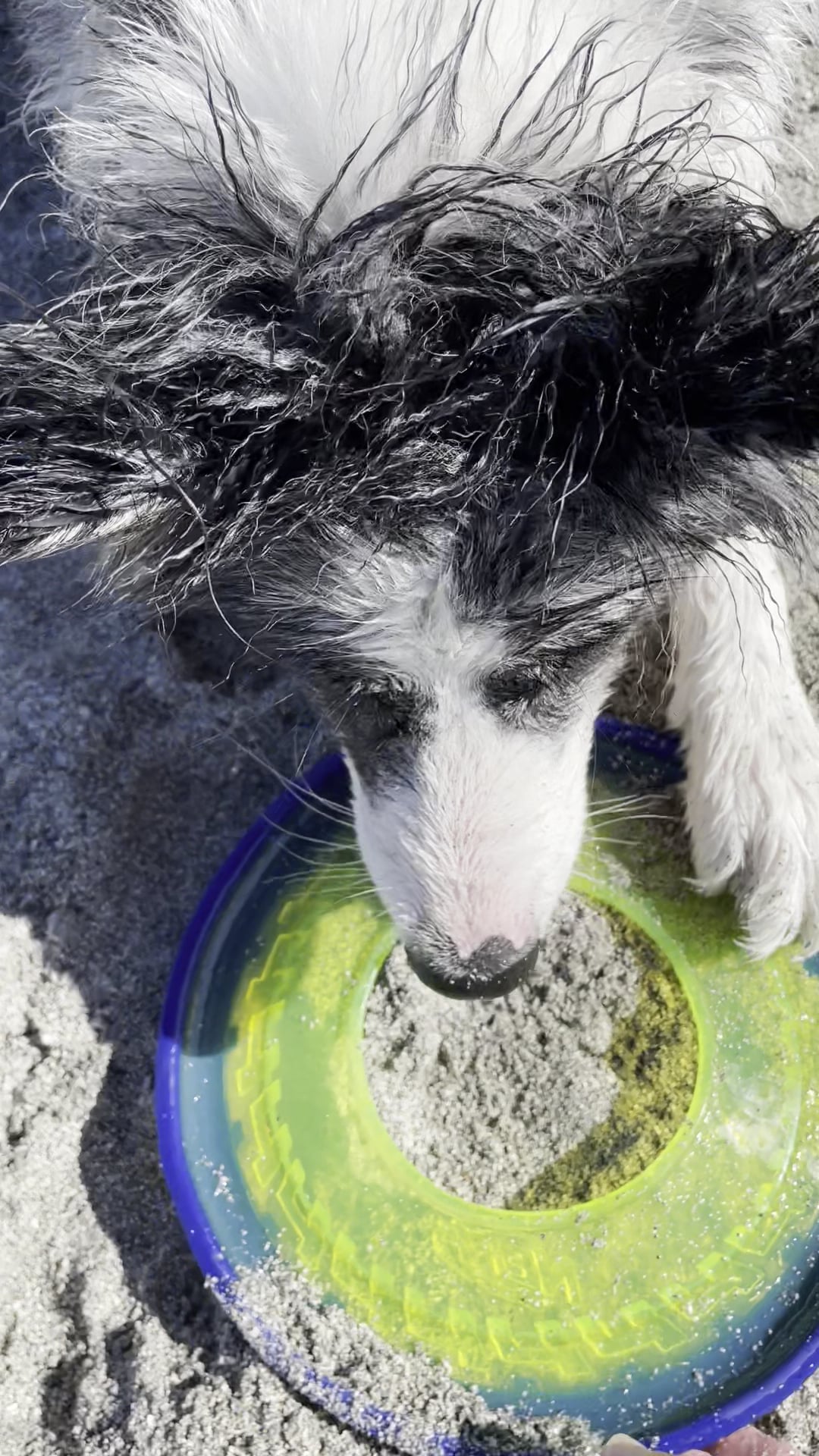 Venice dog beach - Venice, FL