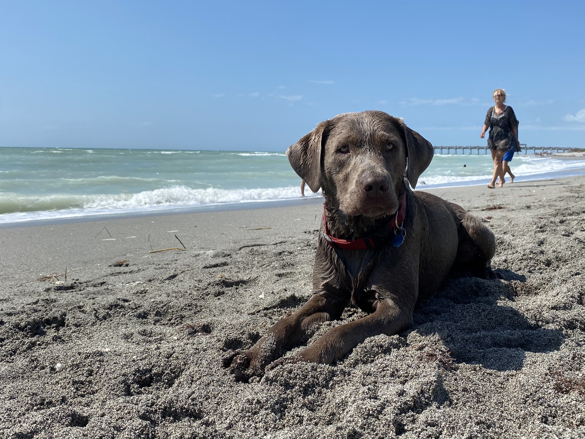 Venice dog beach - Venice, FL