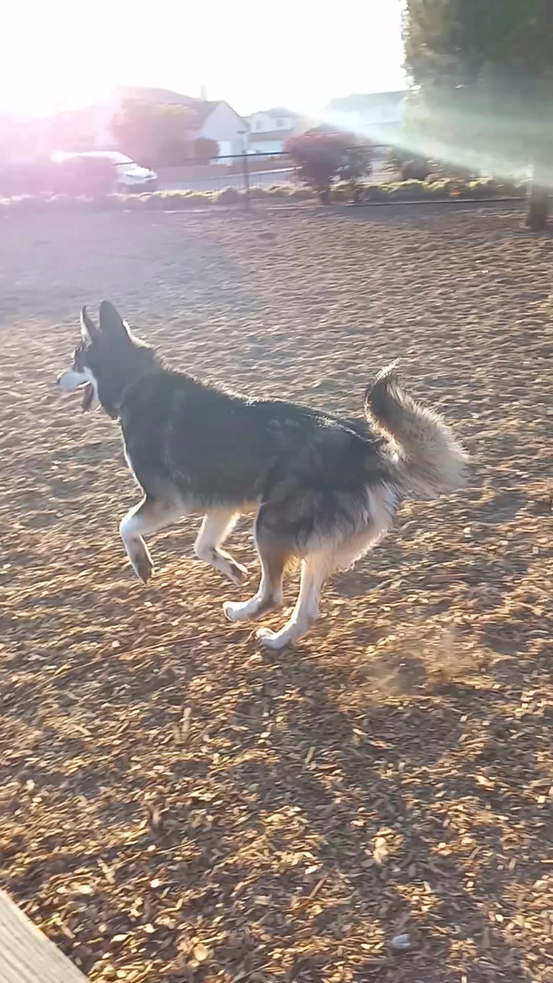 Delphinium Dog Park - Ventura, CA
