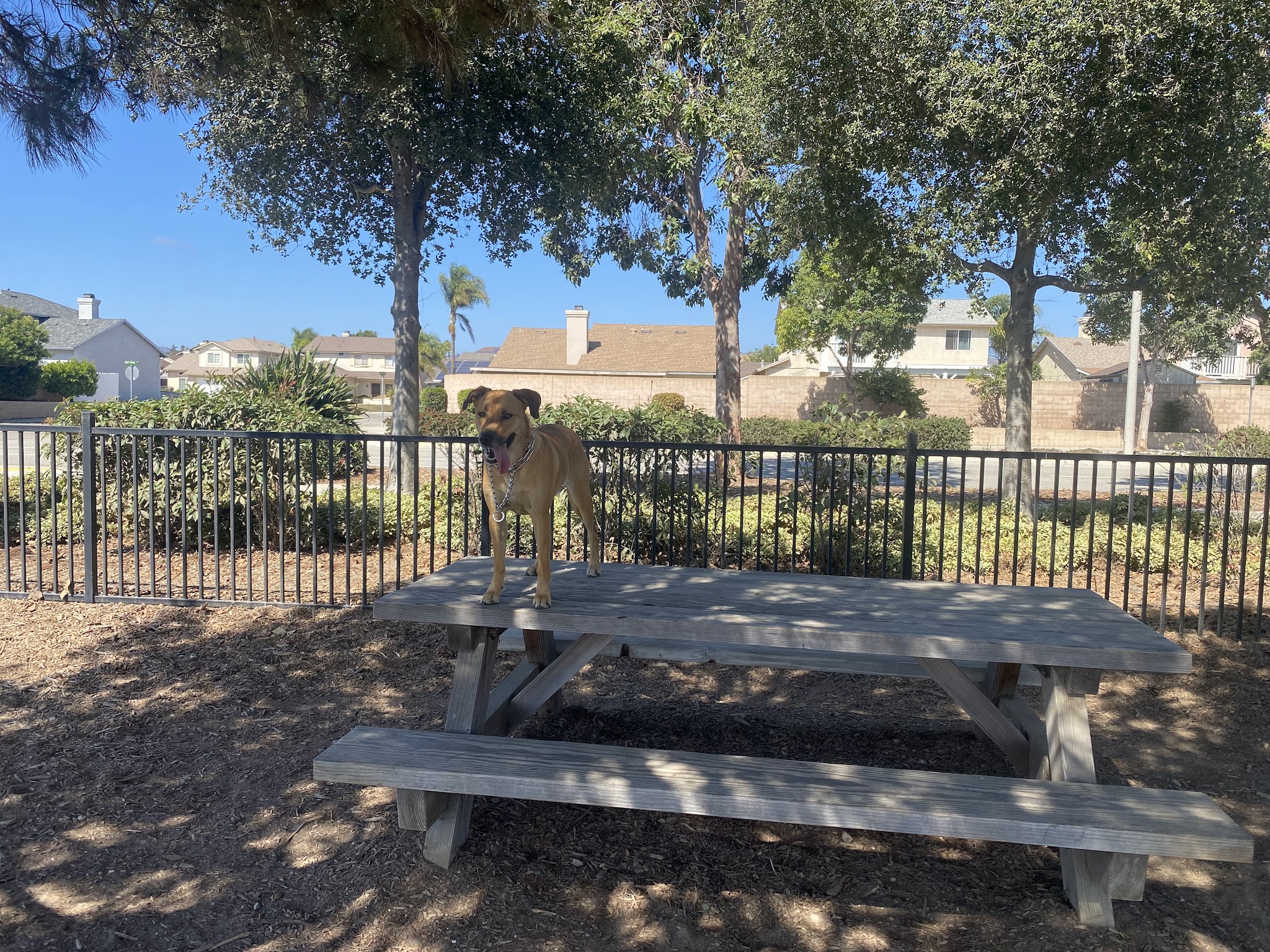 Delphinium Dog Park - Ventura, CA