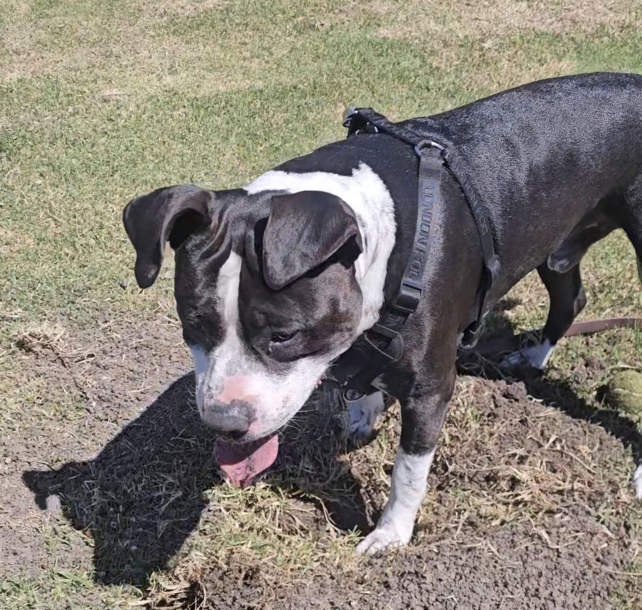 Solana Heights Dog Park - Ventura, CA