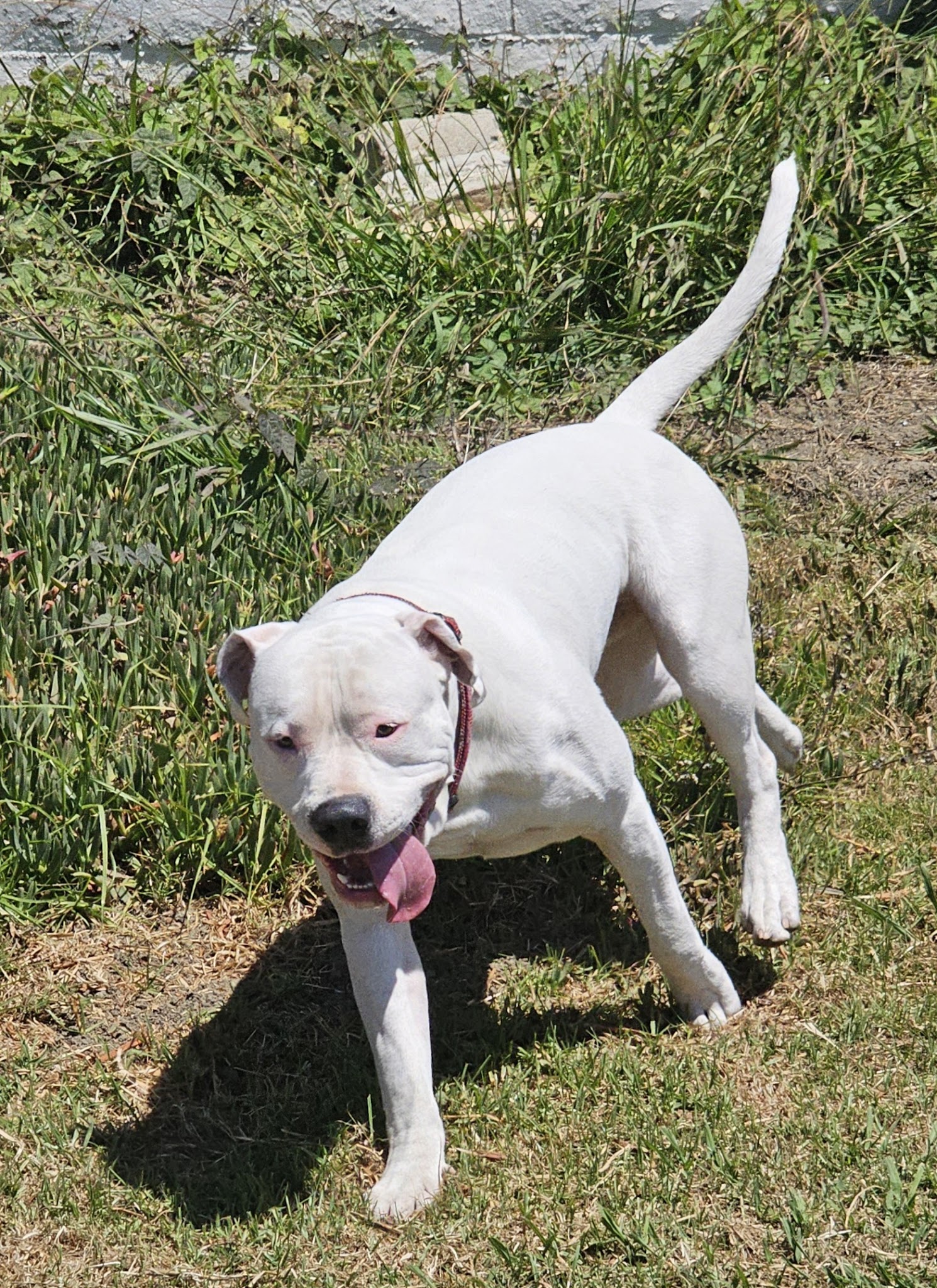 Solana Heights Dog Park - Ventura, CA