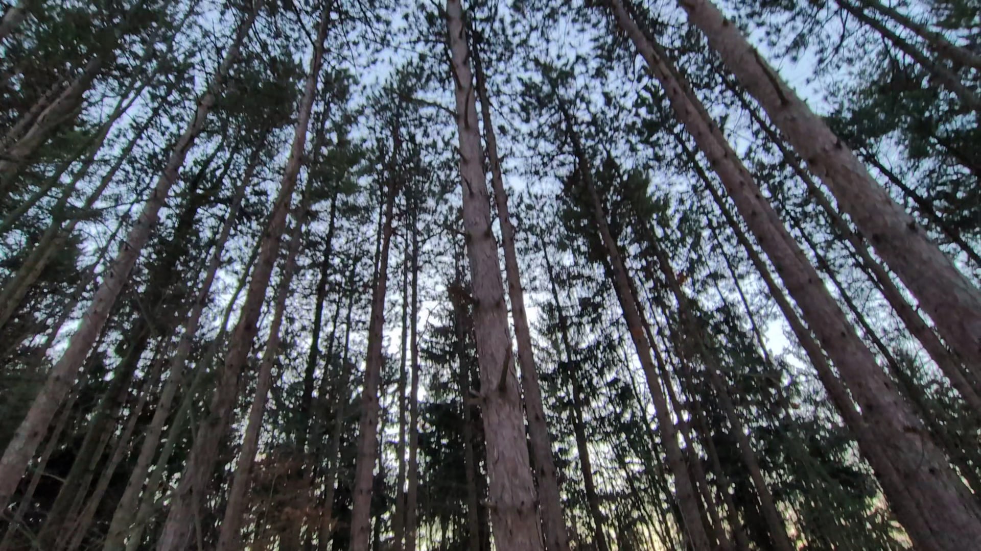 Arnold Park - Vestal, NY