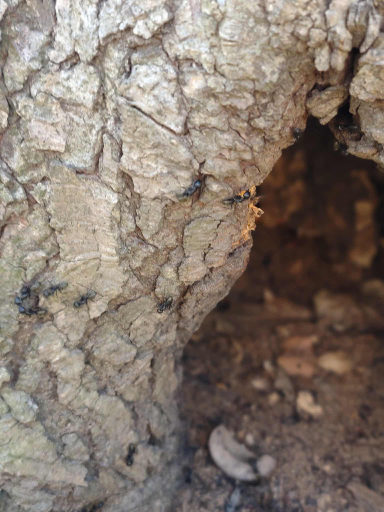 Harlan Fisher Park - Victor, NY