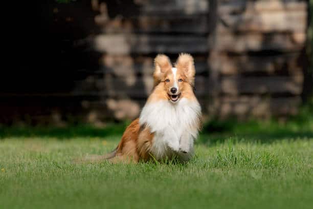 Reserve Dog Park - Vienna, VA