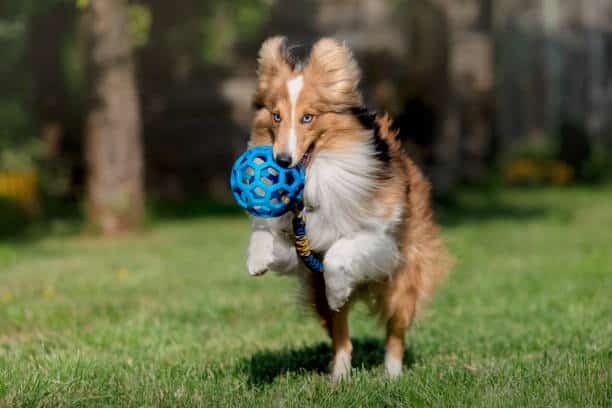 Reserve Dog Park - Vienna, VA