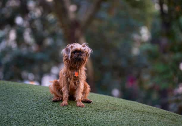 Reserve Dog Park - Vienna, VA