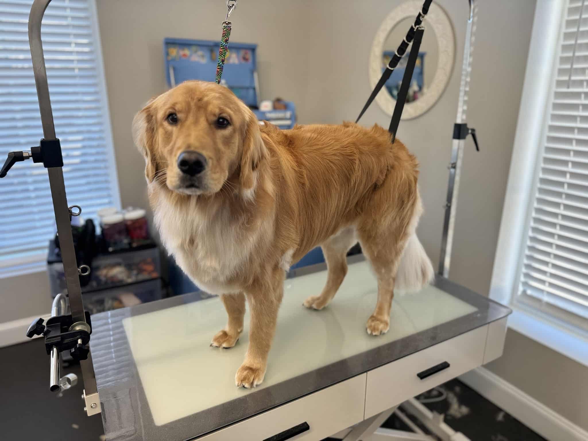 Bark Place Dog Spa - Villa Rica, GA