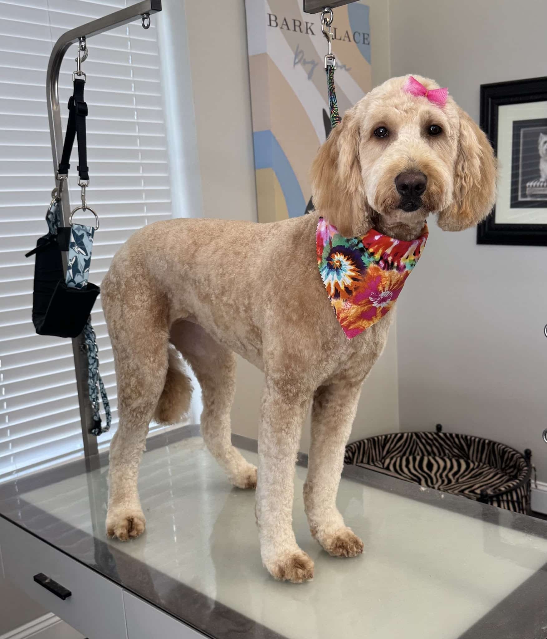 Bark Place Dog Spa - Villa Rica, GA