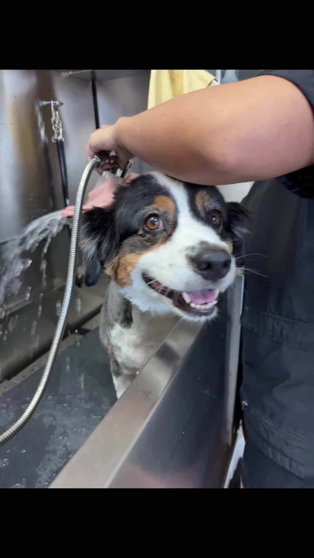 Bark Place Dog Spa - Villa Rica, GA
