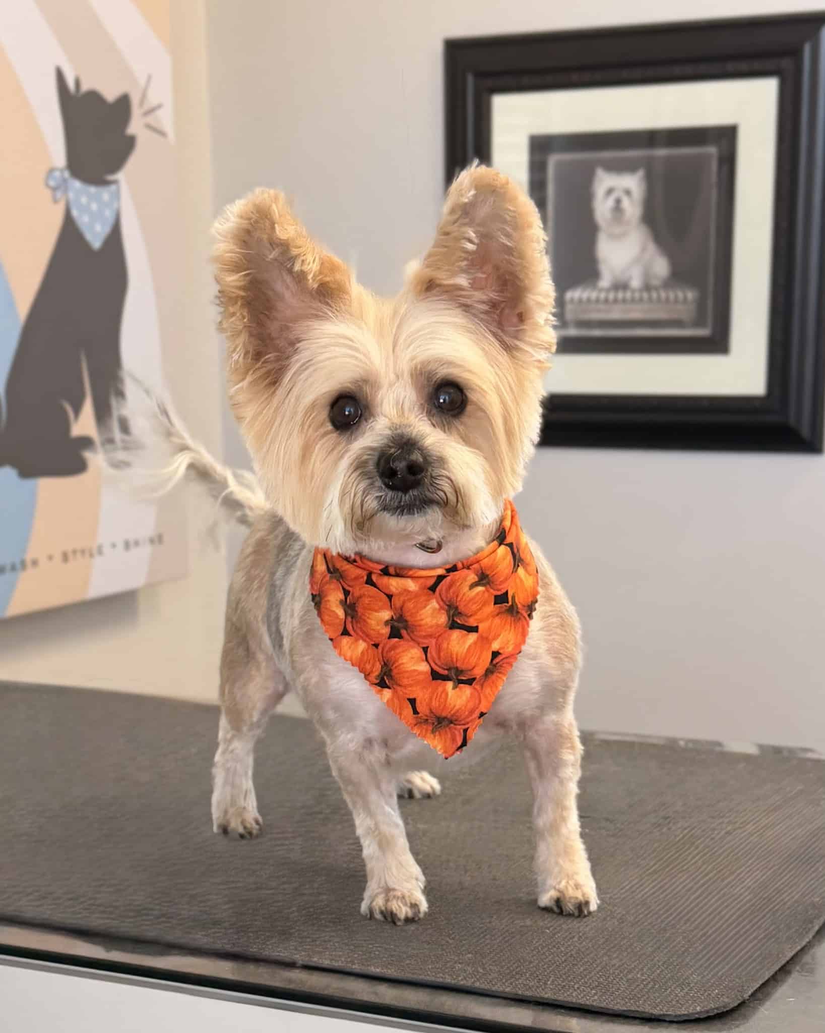 Bark Place Dog Spa - Villa Rica, GA