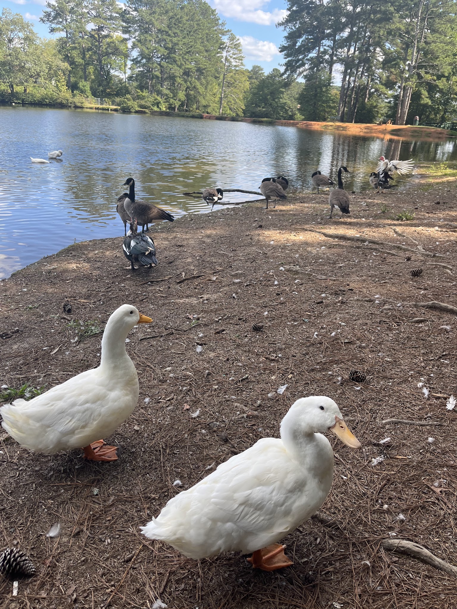 Lake Paradise - Villa Rica, GA
