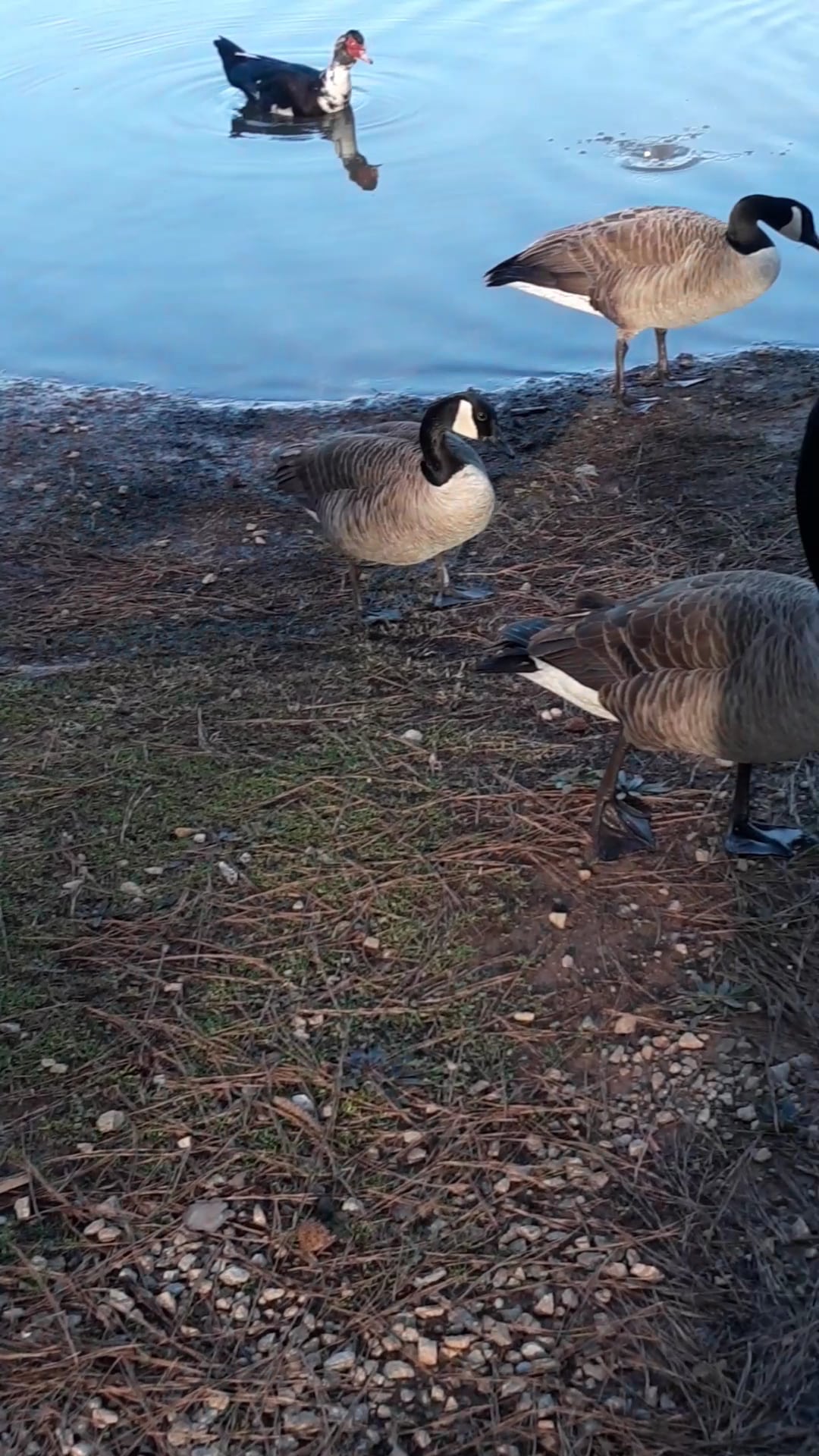 Lake Paradise - Villa Rica, GA