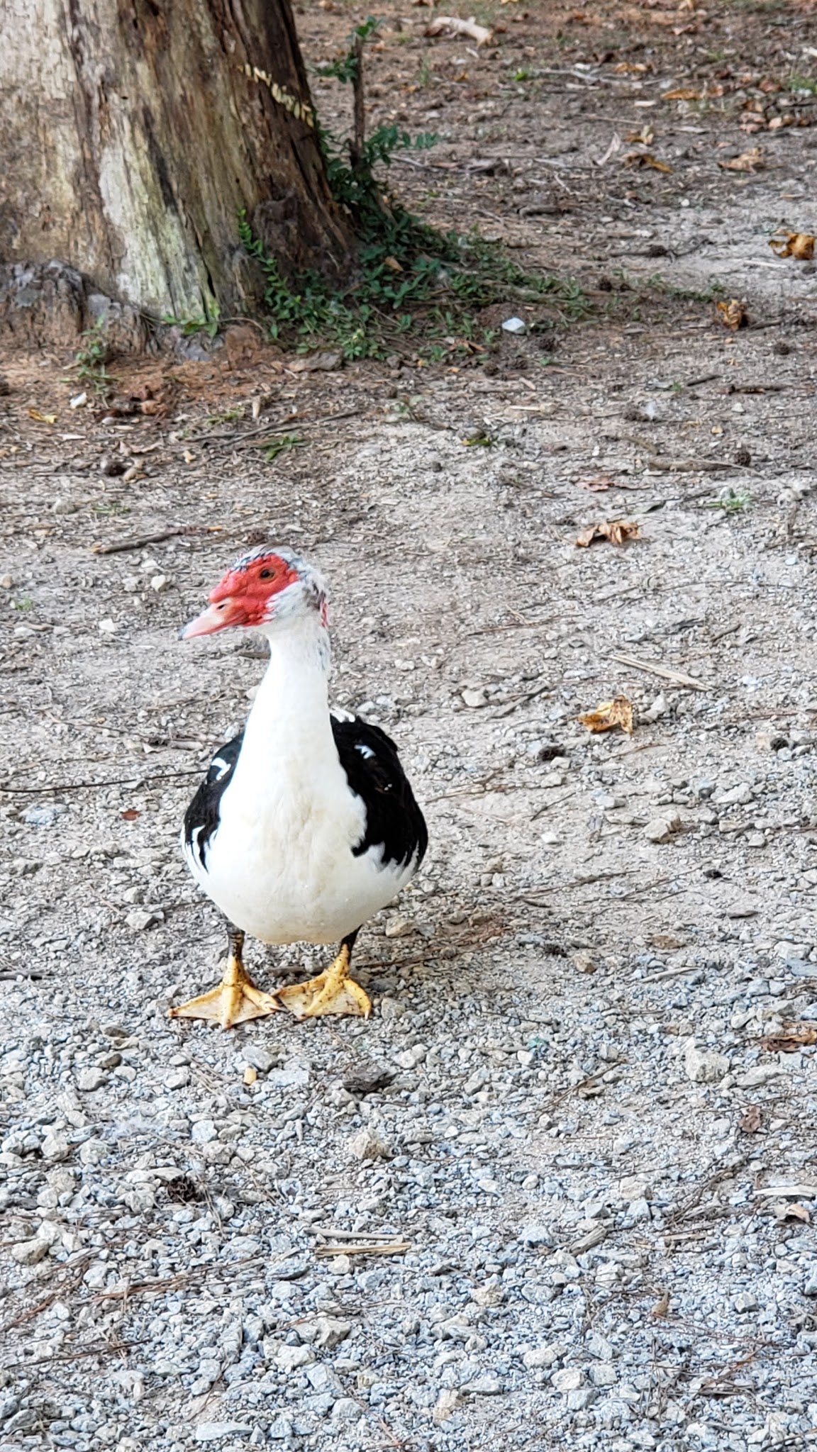 Lake Paradise - Villa Rica, GA
