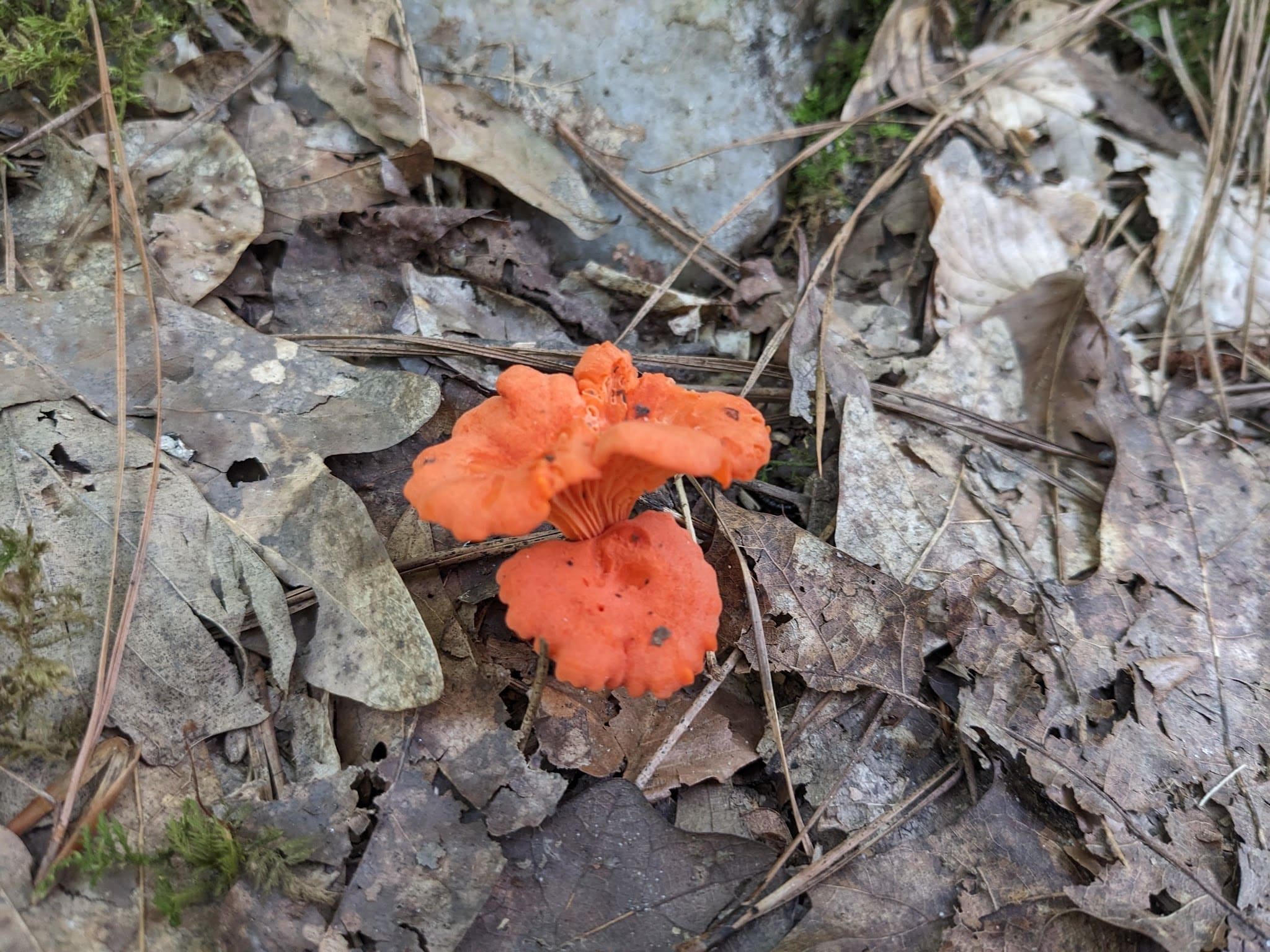 Park - Villa Rica, GA